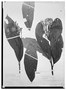 Nectandra pulverulenta image