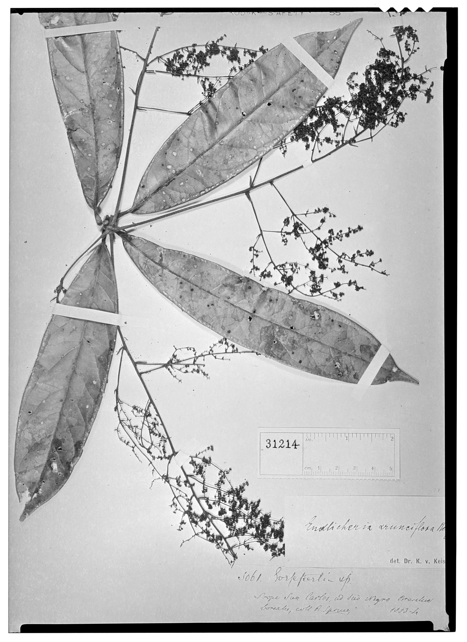 Endlicheria arunciflora image