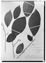 Annona tenuiflora image