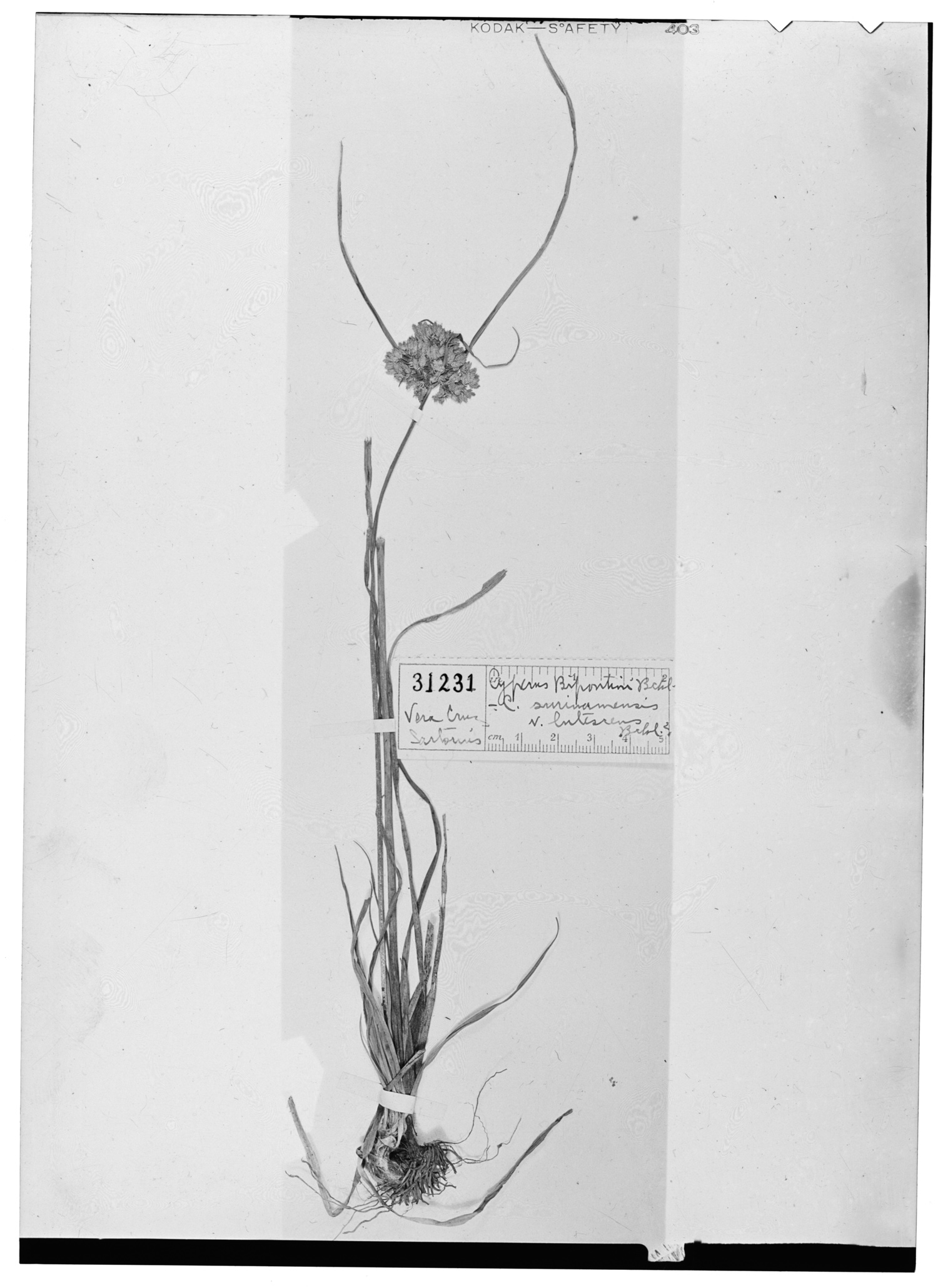 Cyperus surinamensis var. surinamensis image