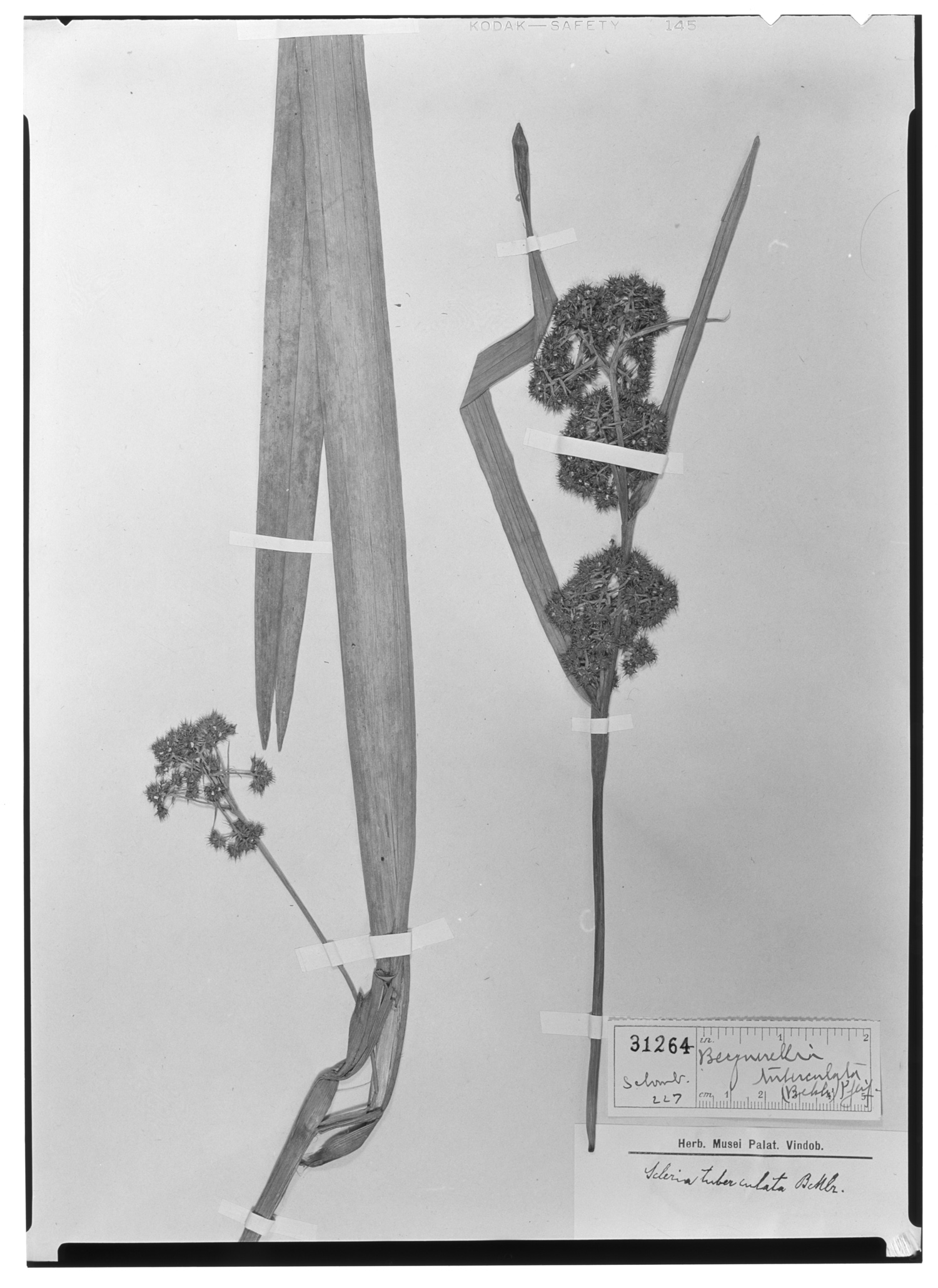 Becquerelia tuberculata image