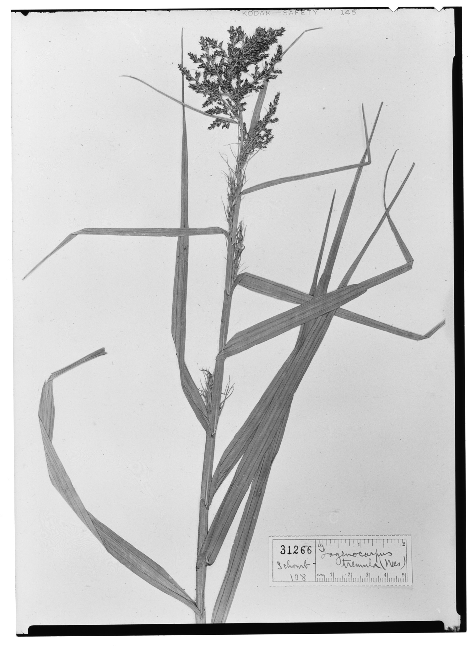 Lagenocarpus rigidus subsp. rigidus image