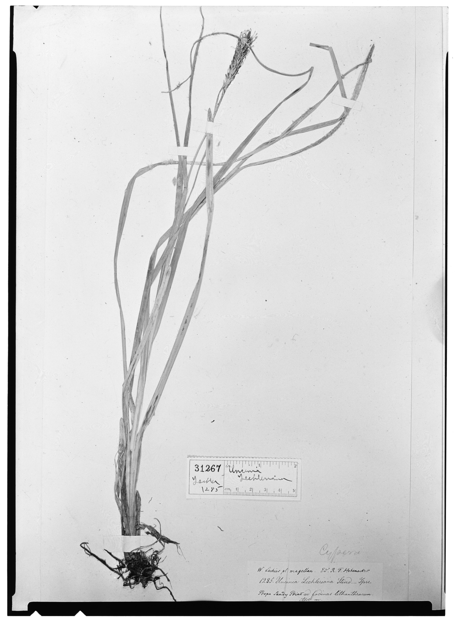 Uncinia lechleriana image