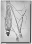 Uncinia macrophylla image