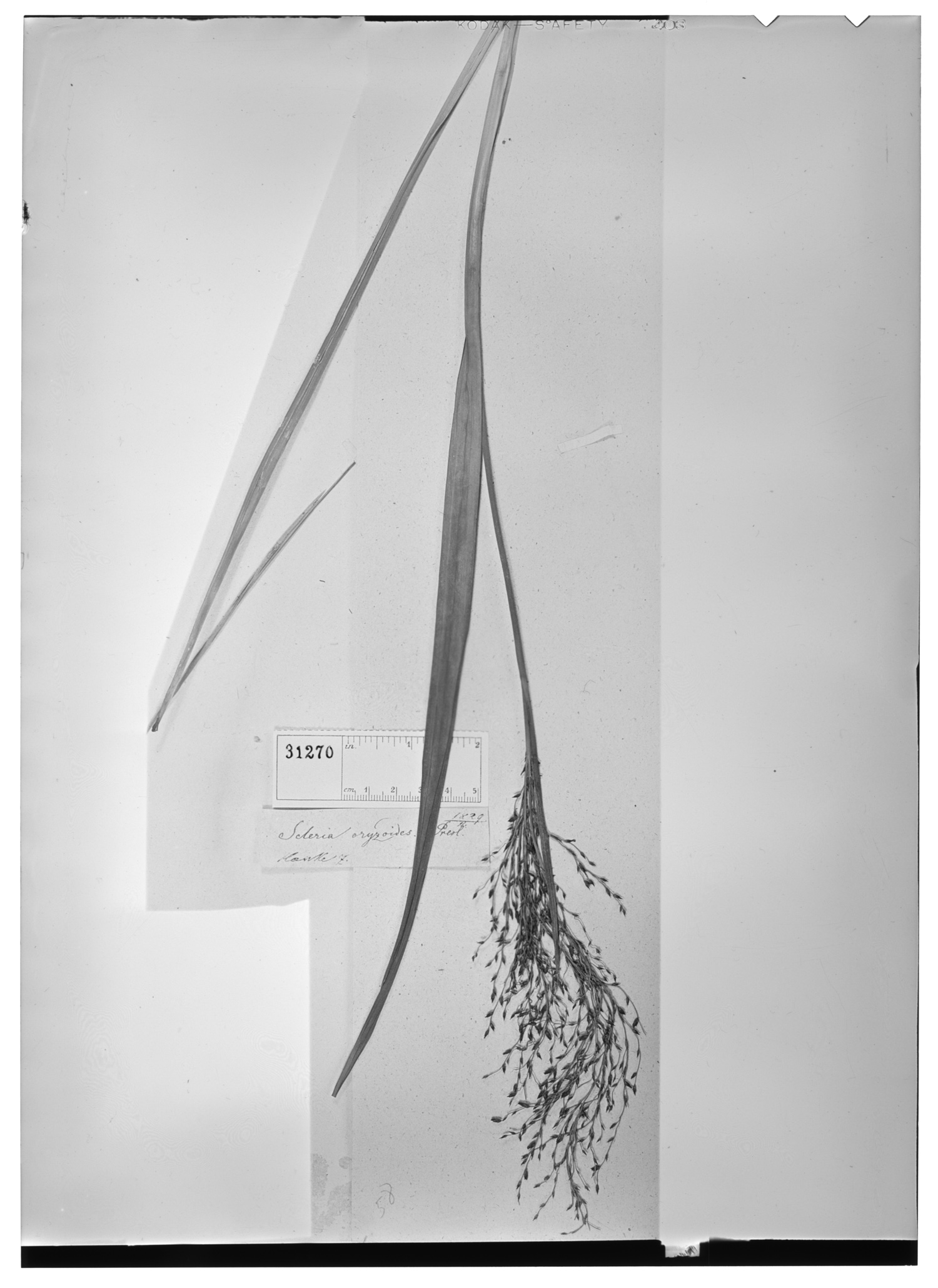 Scleria poiformis image