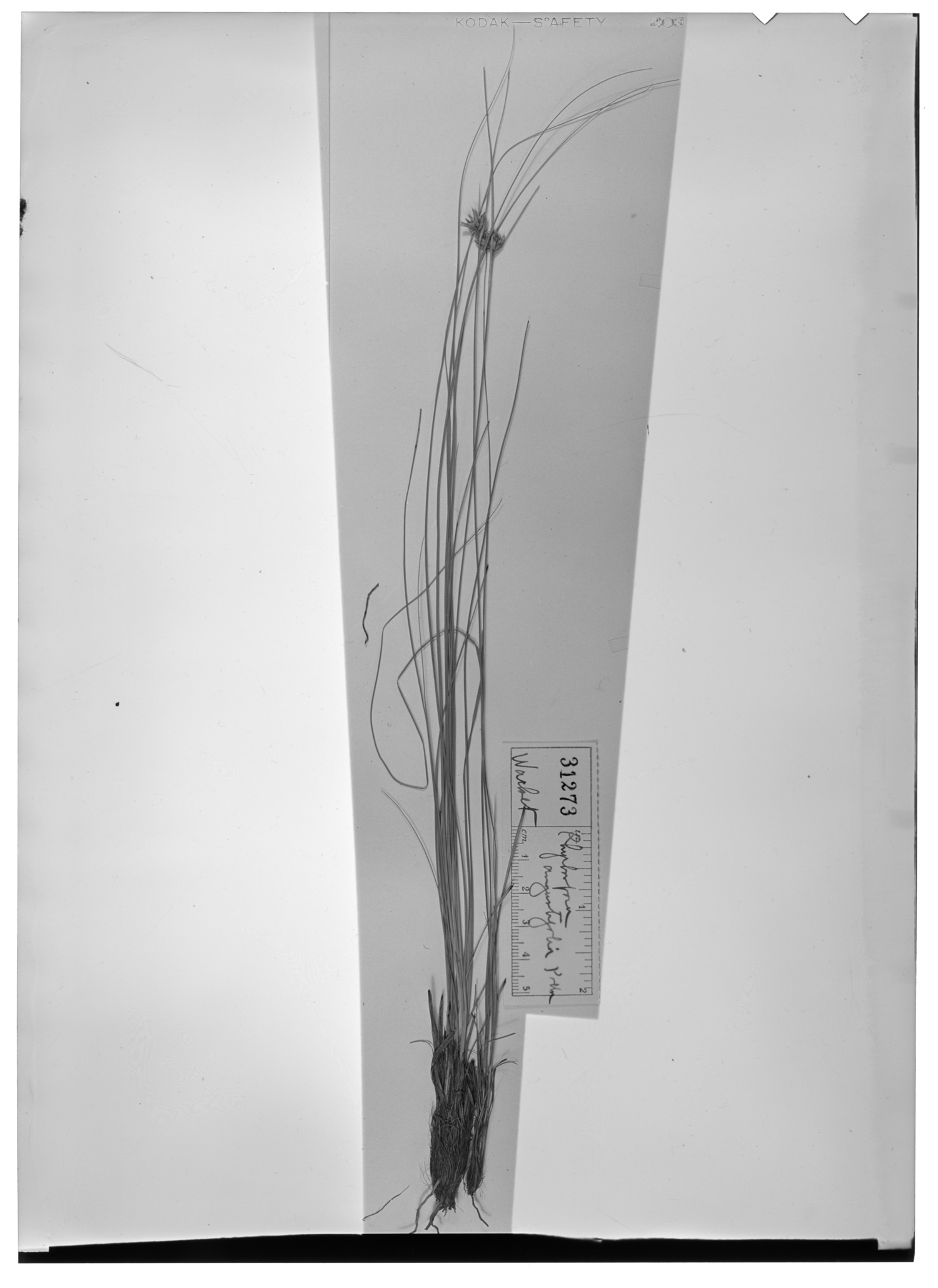 Rhynchospora angustifolia image