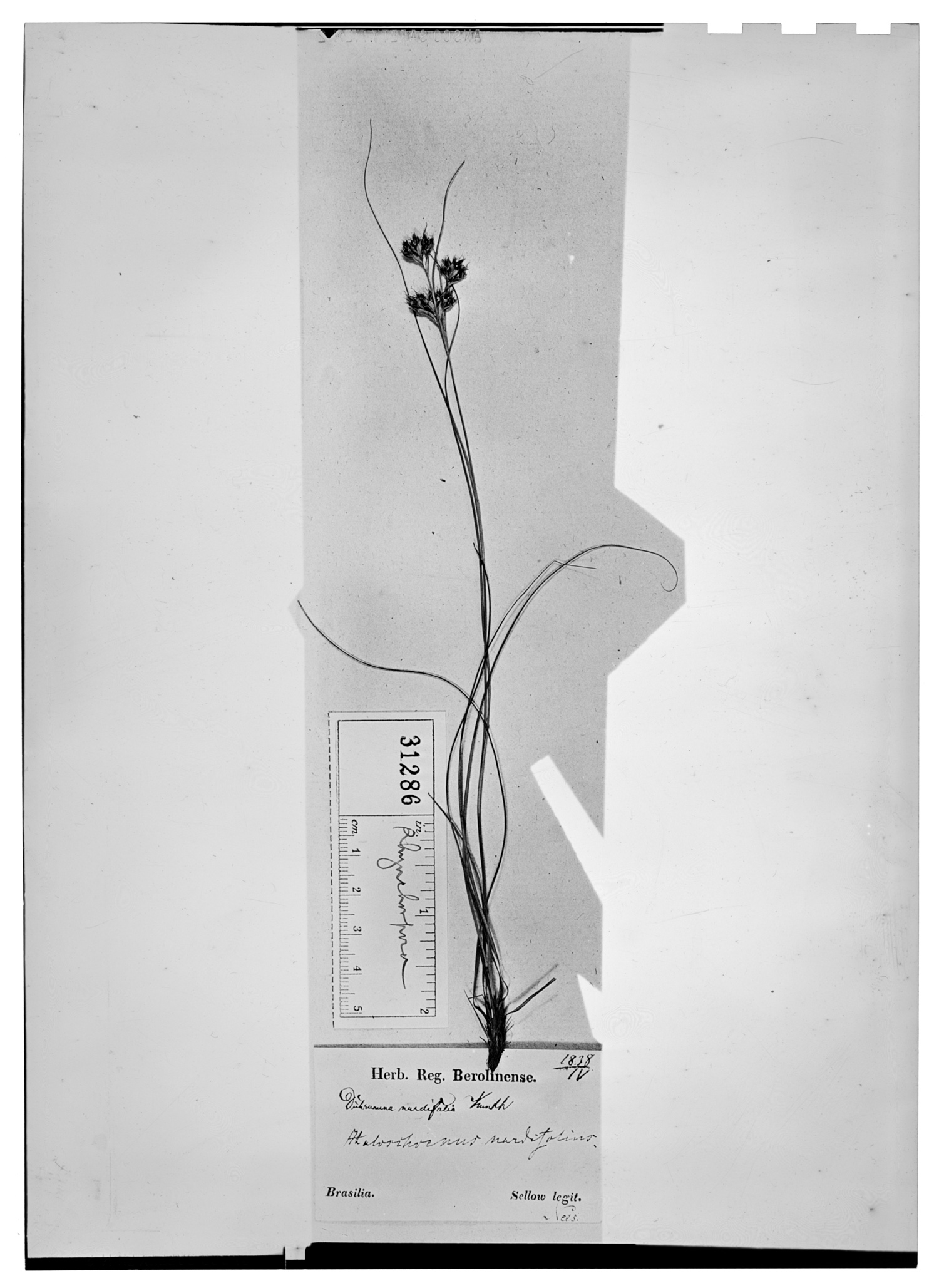 Rhynchospora nardifolia image