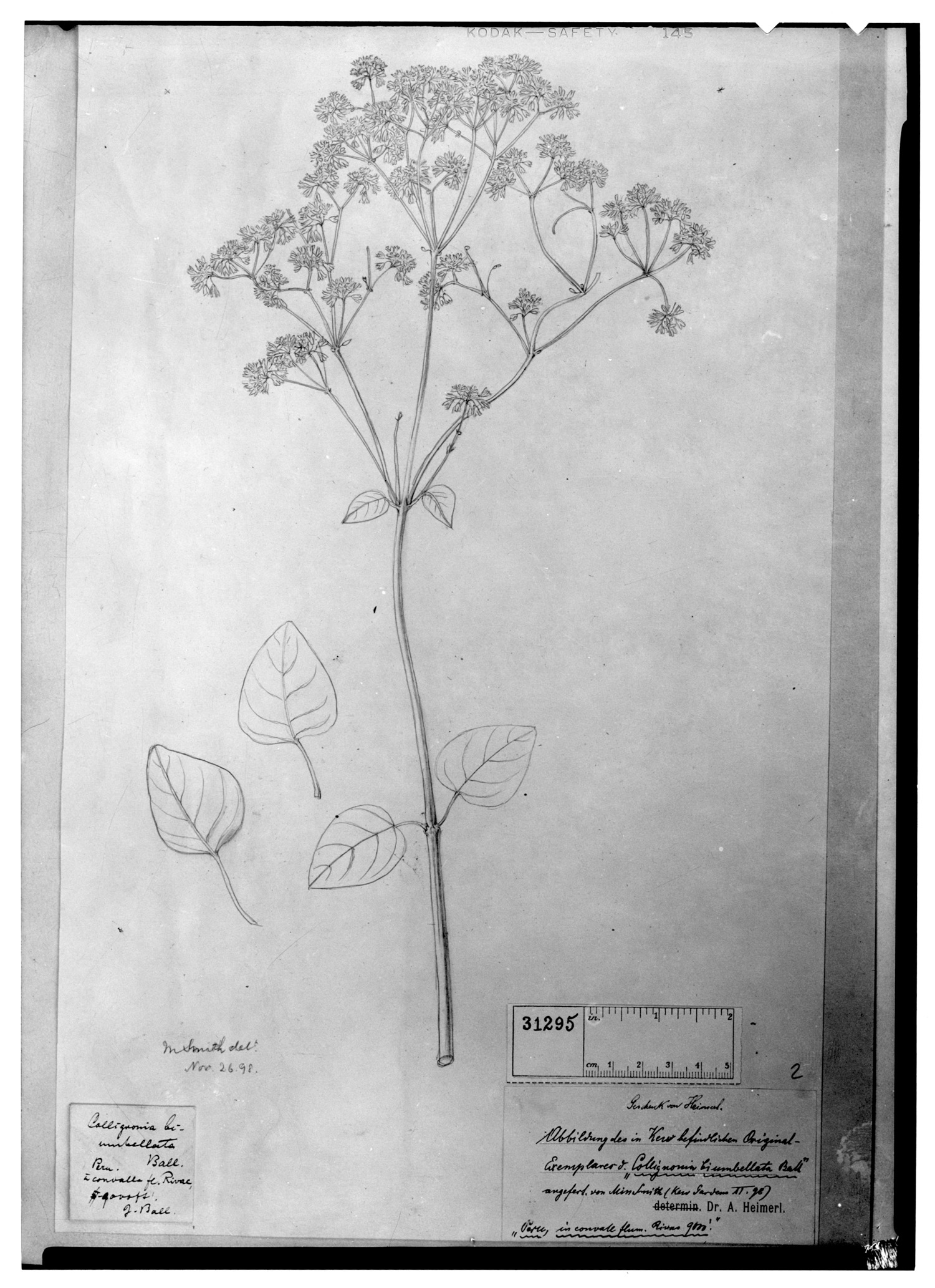 Colignonia parviflora var. biumbellata image