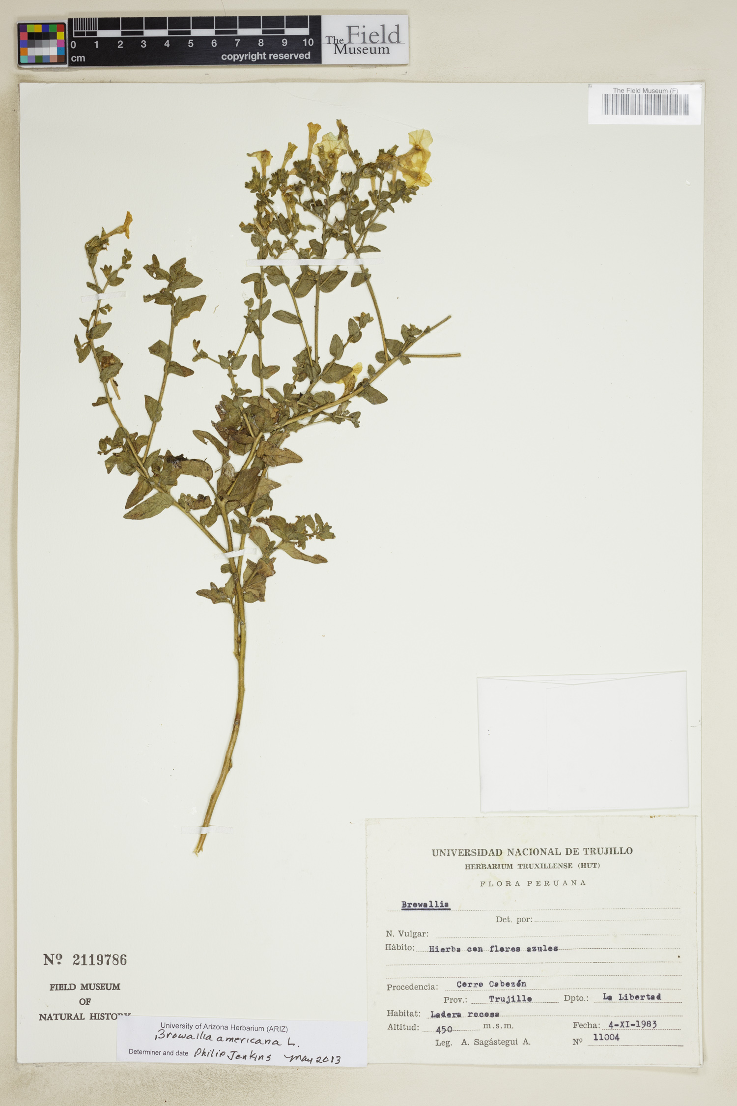 Browallia americana image