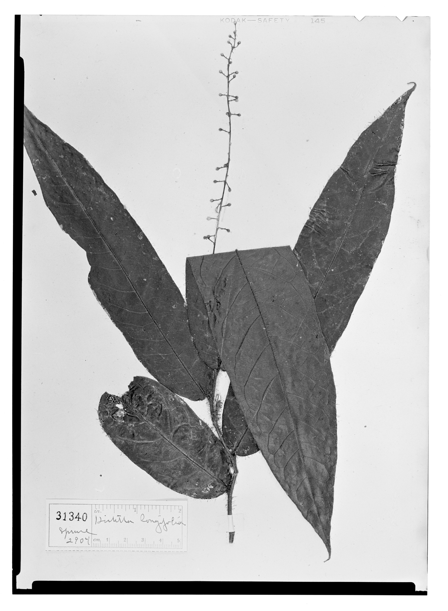 Hirtella longifolia image