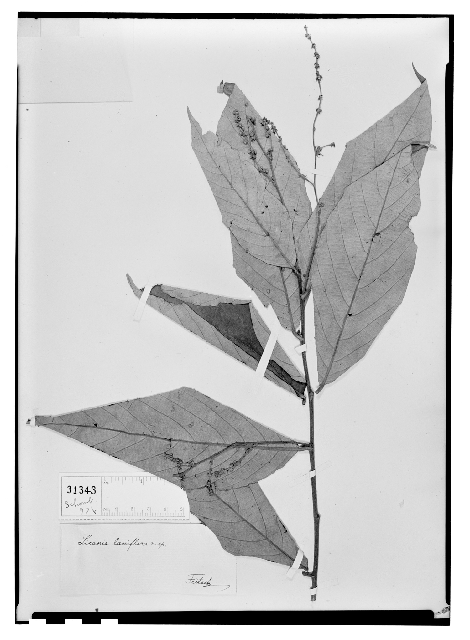 Licania laxiflora image