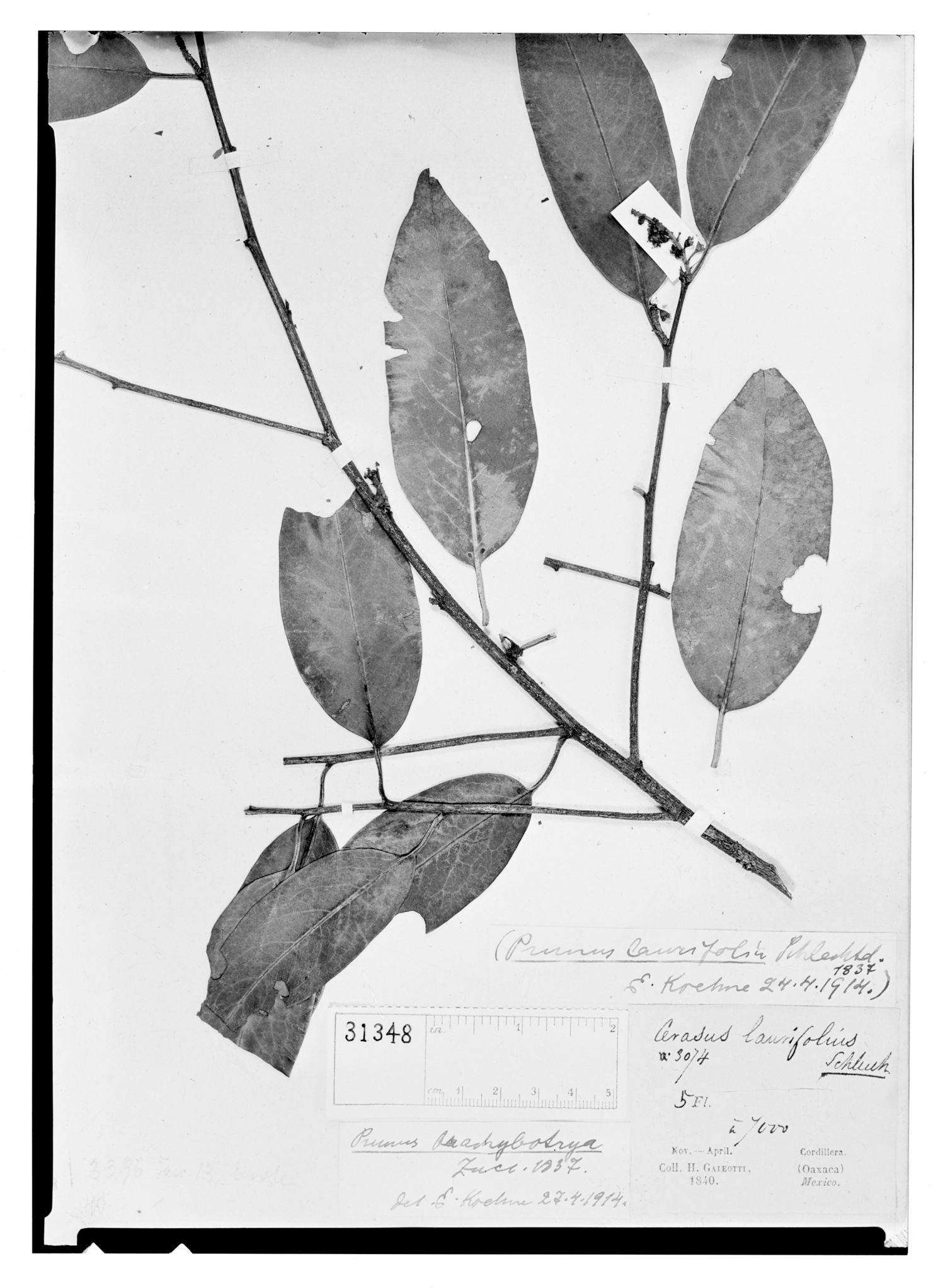 Prunus laurifolia image