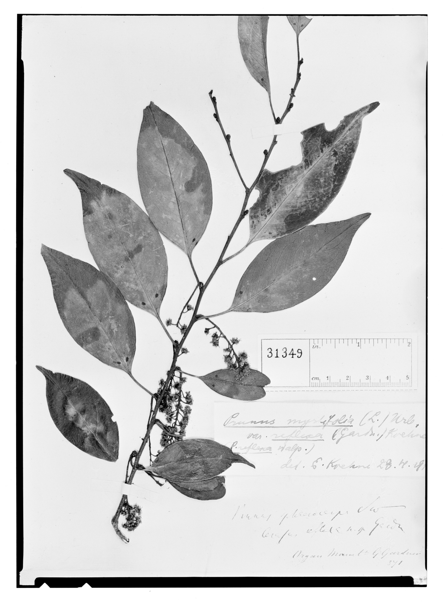 Prunus reflexa image
