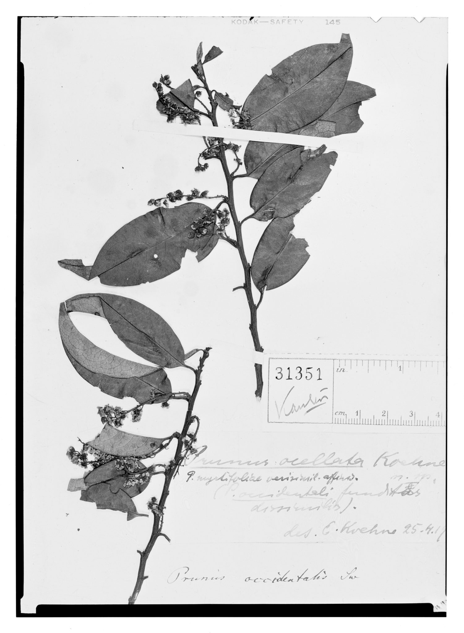 Prunus ocellata image