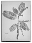 Prunus pleiantha image