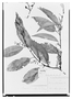 Prunus reflexa image