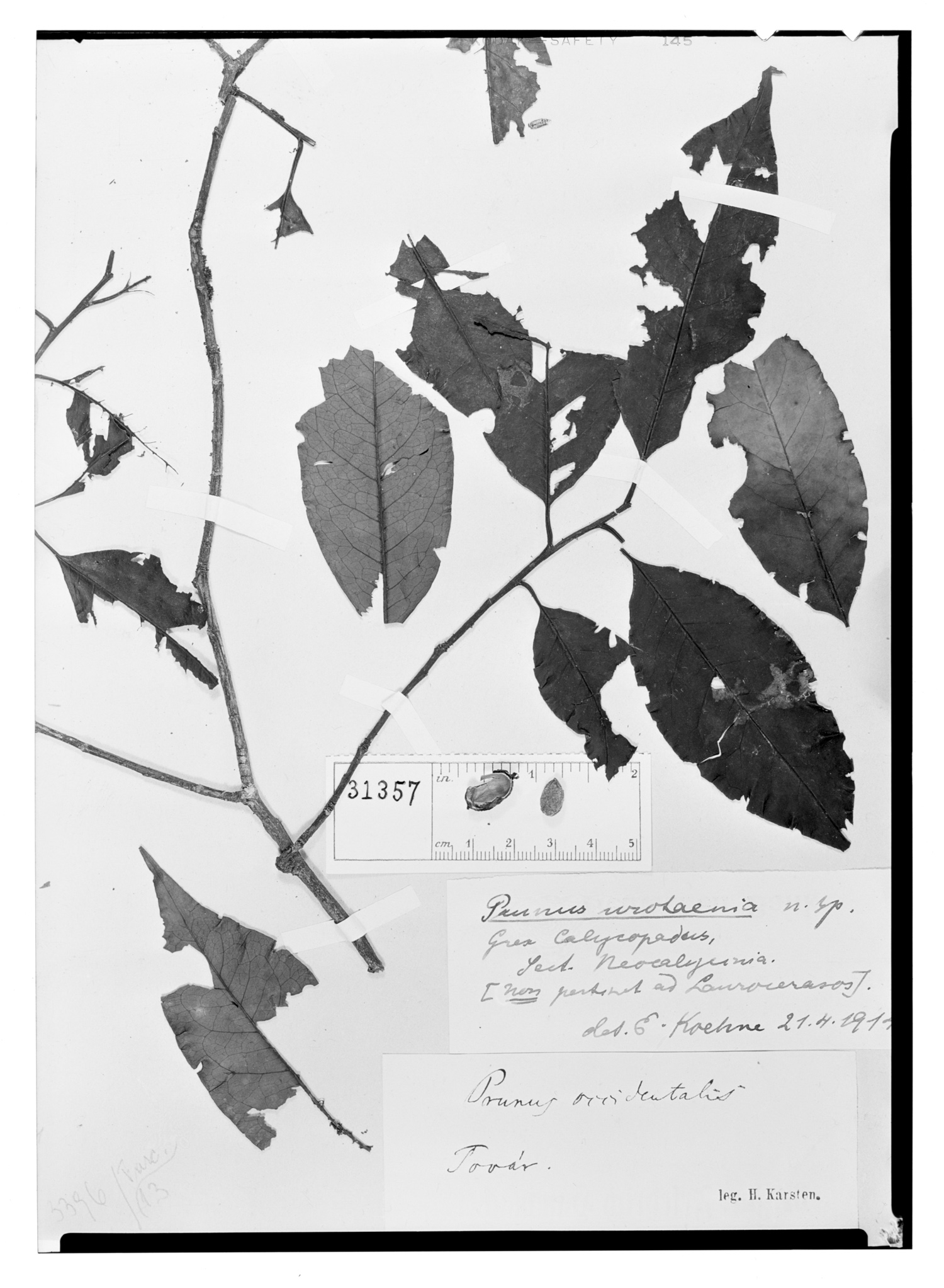 Prunus urotaenia image