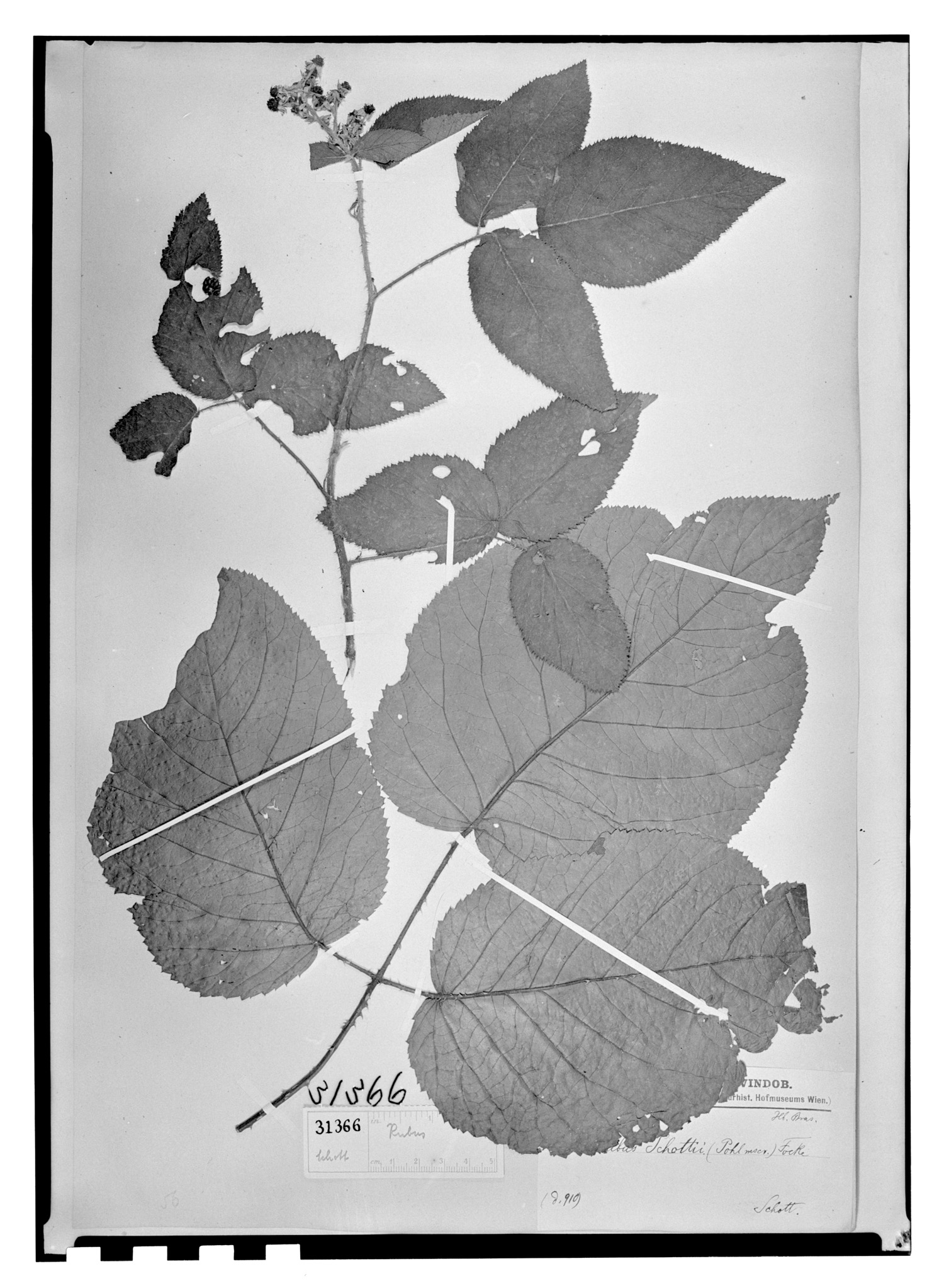 Rubus schottii image
