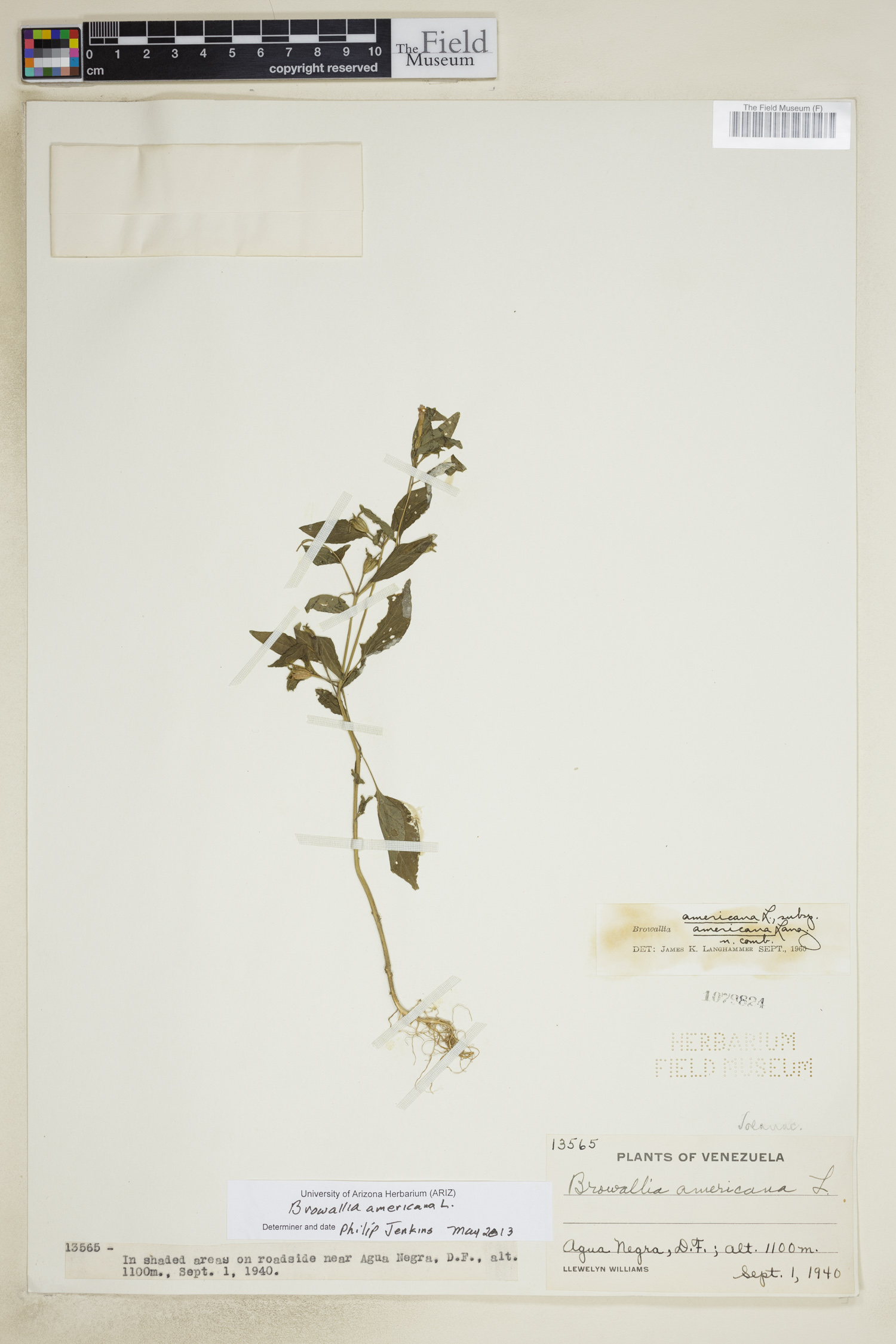 Browallia americana image