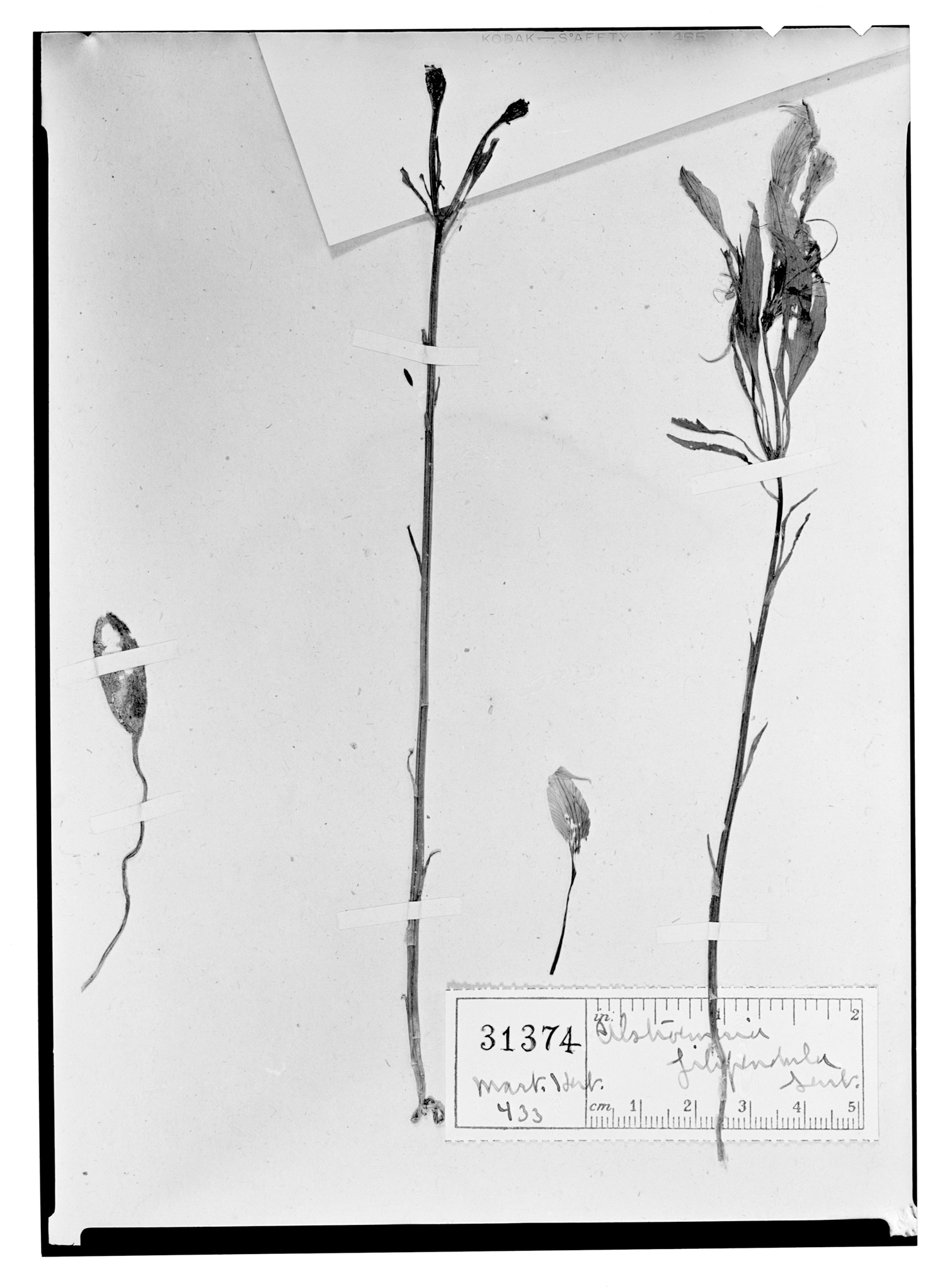 Alstroemeria caryophyllaea image