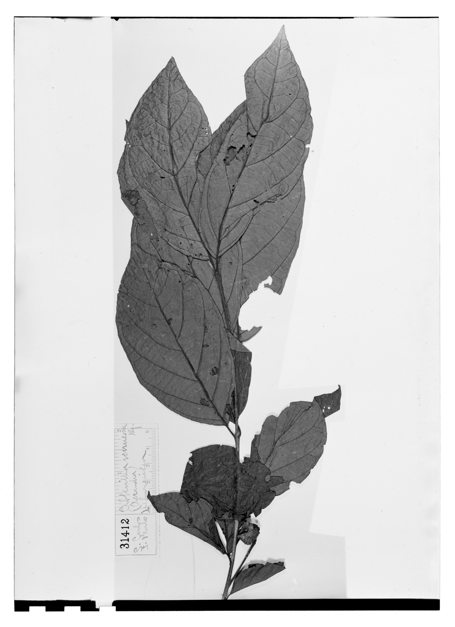 Campomanesia neriifolia image