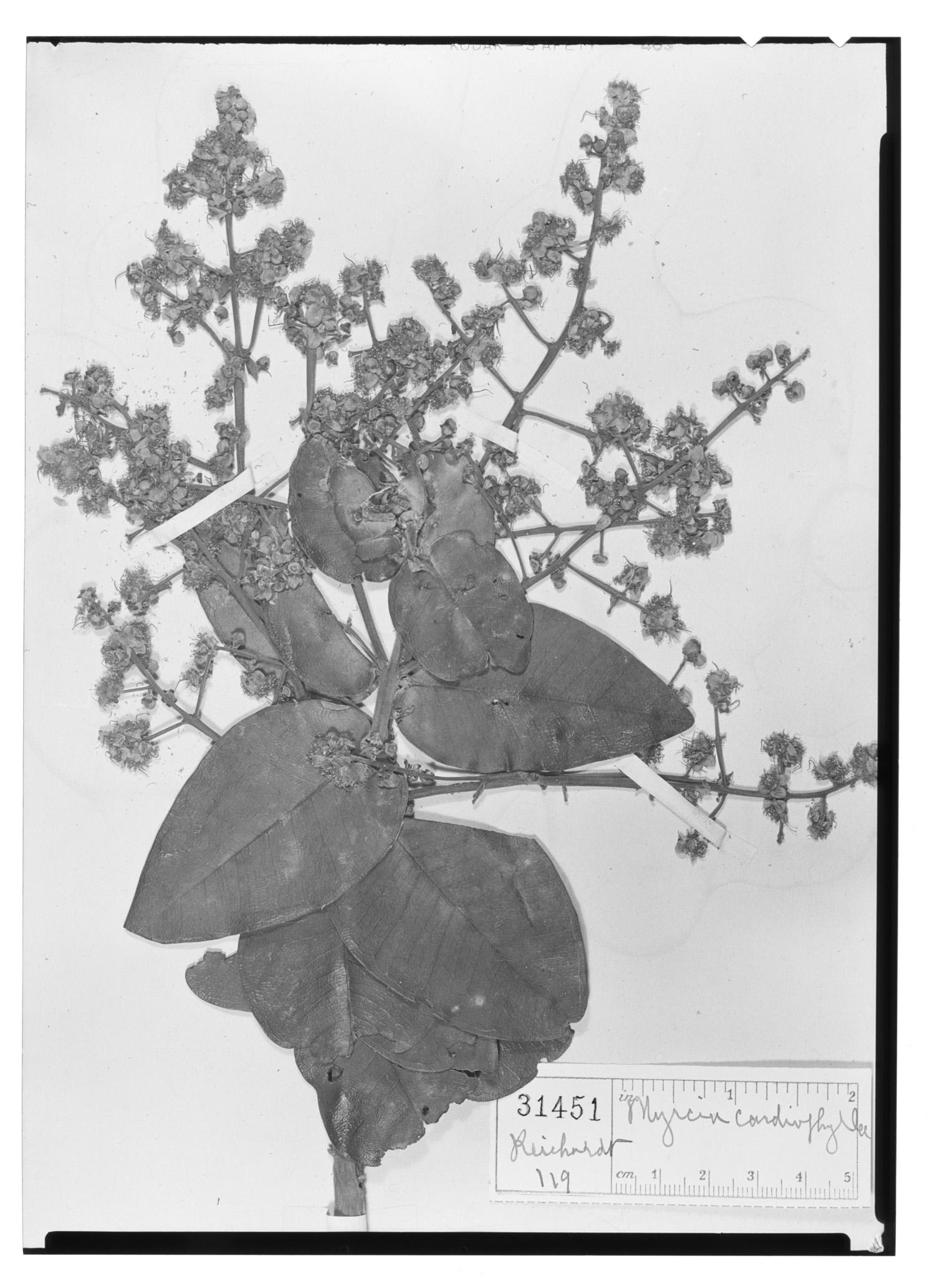 Myrcia cardiophylla image