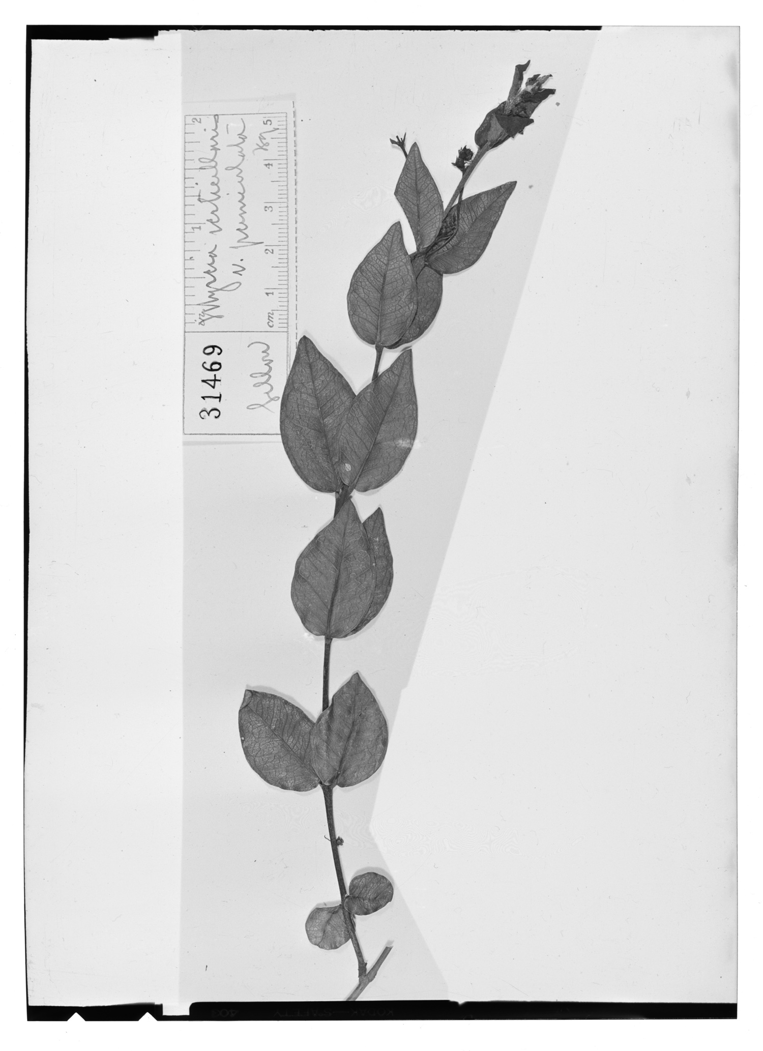 Myrcia verticillaris image