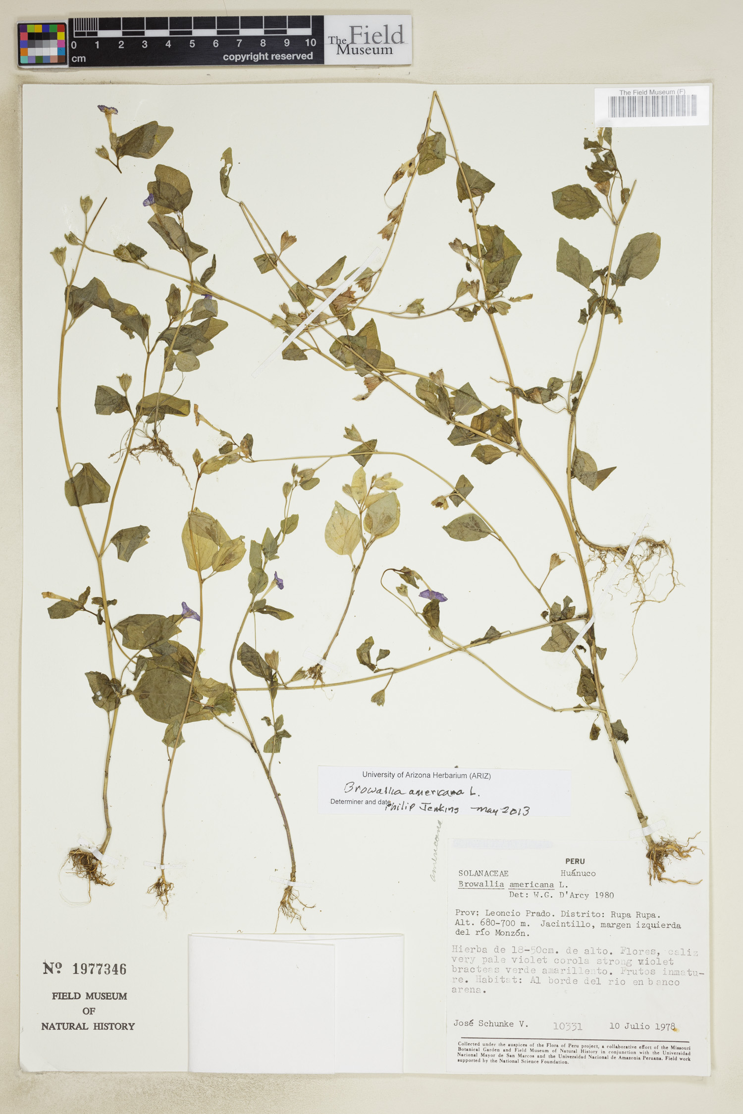 Browallia americana image