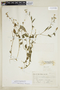 Browallia americana image