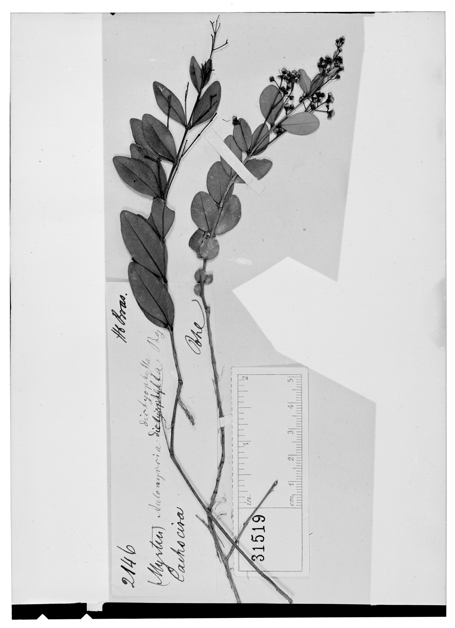Myrcia dictyophylla image