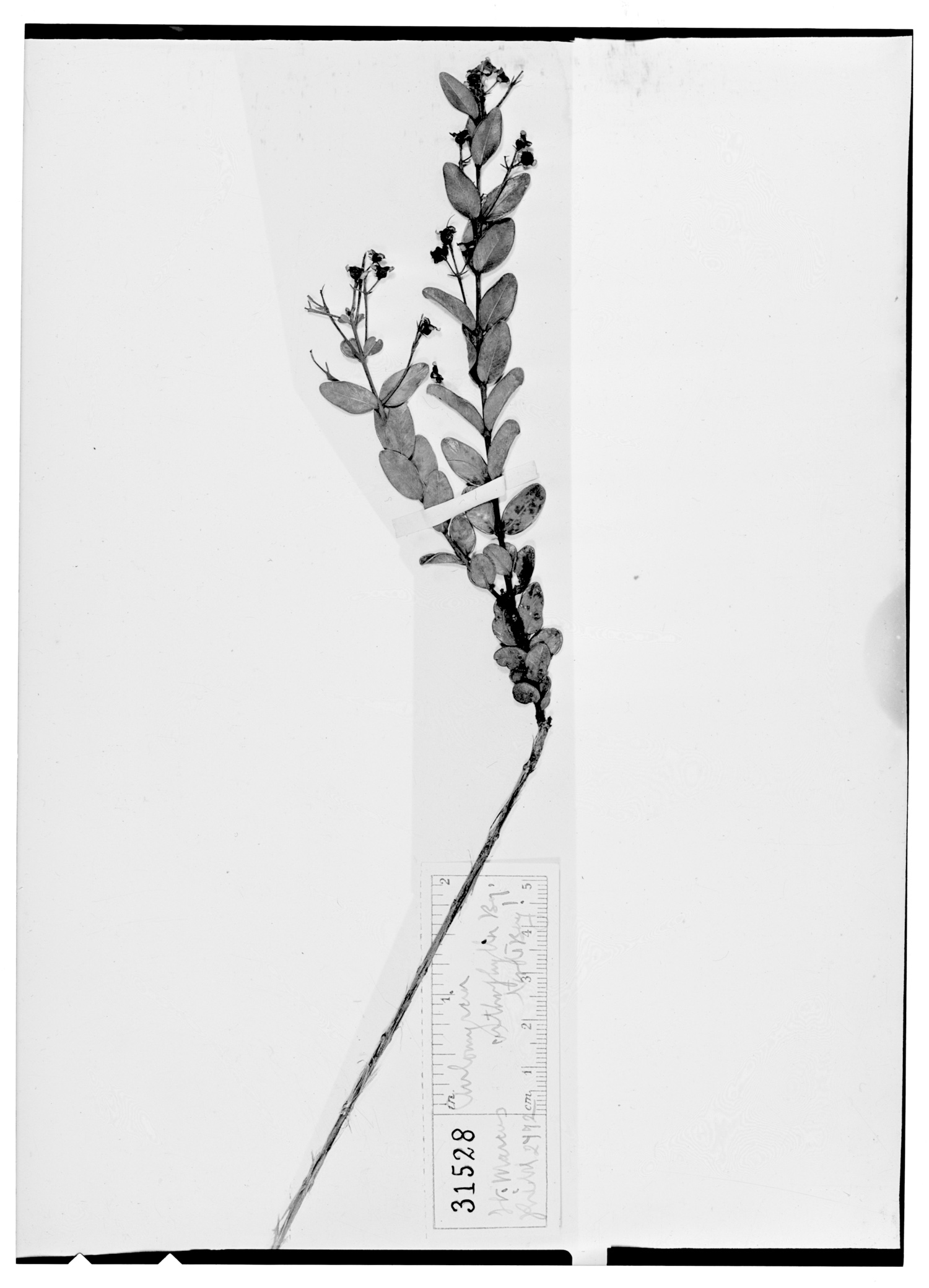 Myrcia orthophylla image