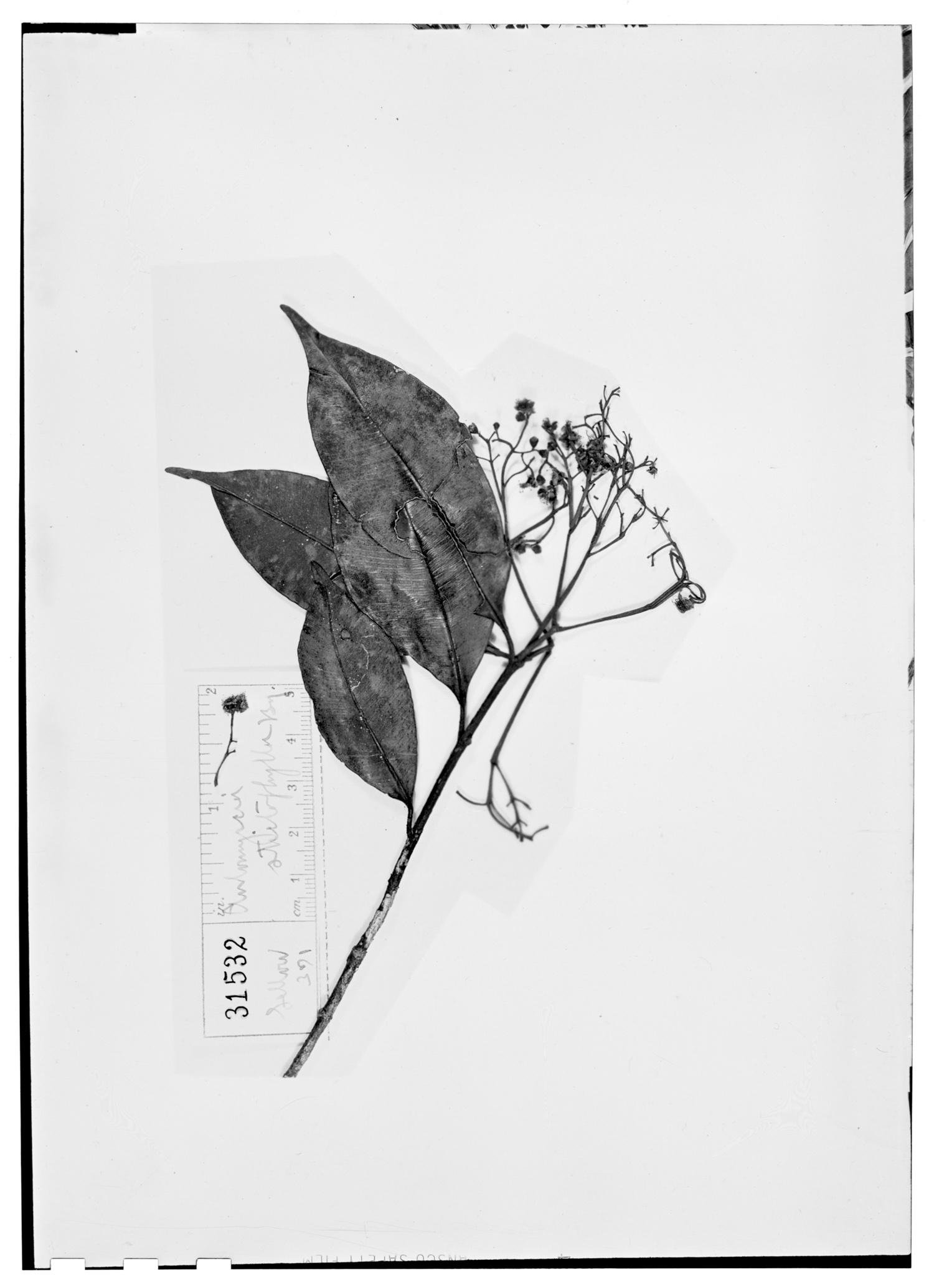 Myrcia stictophylla image