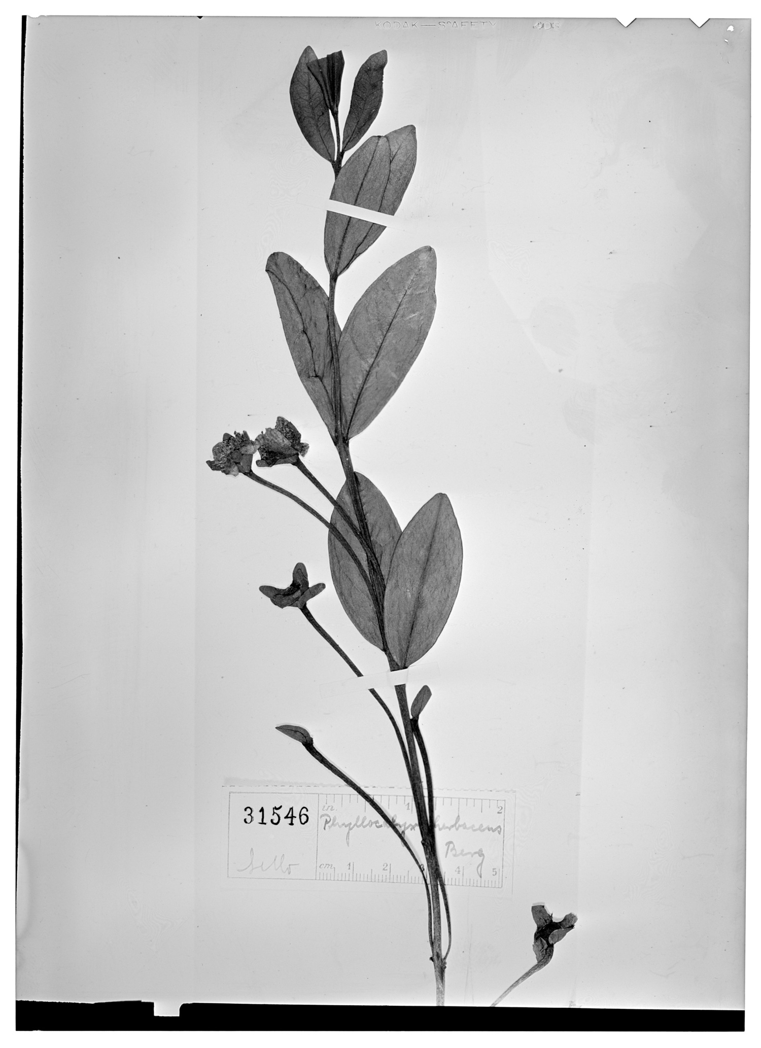 Eugenia calycina var. herbacea image