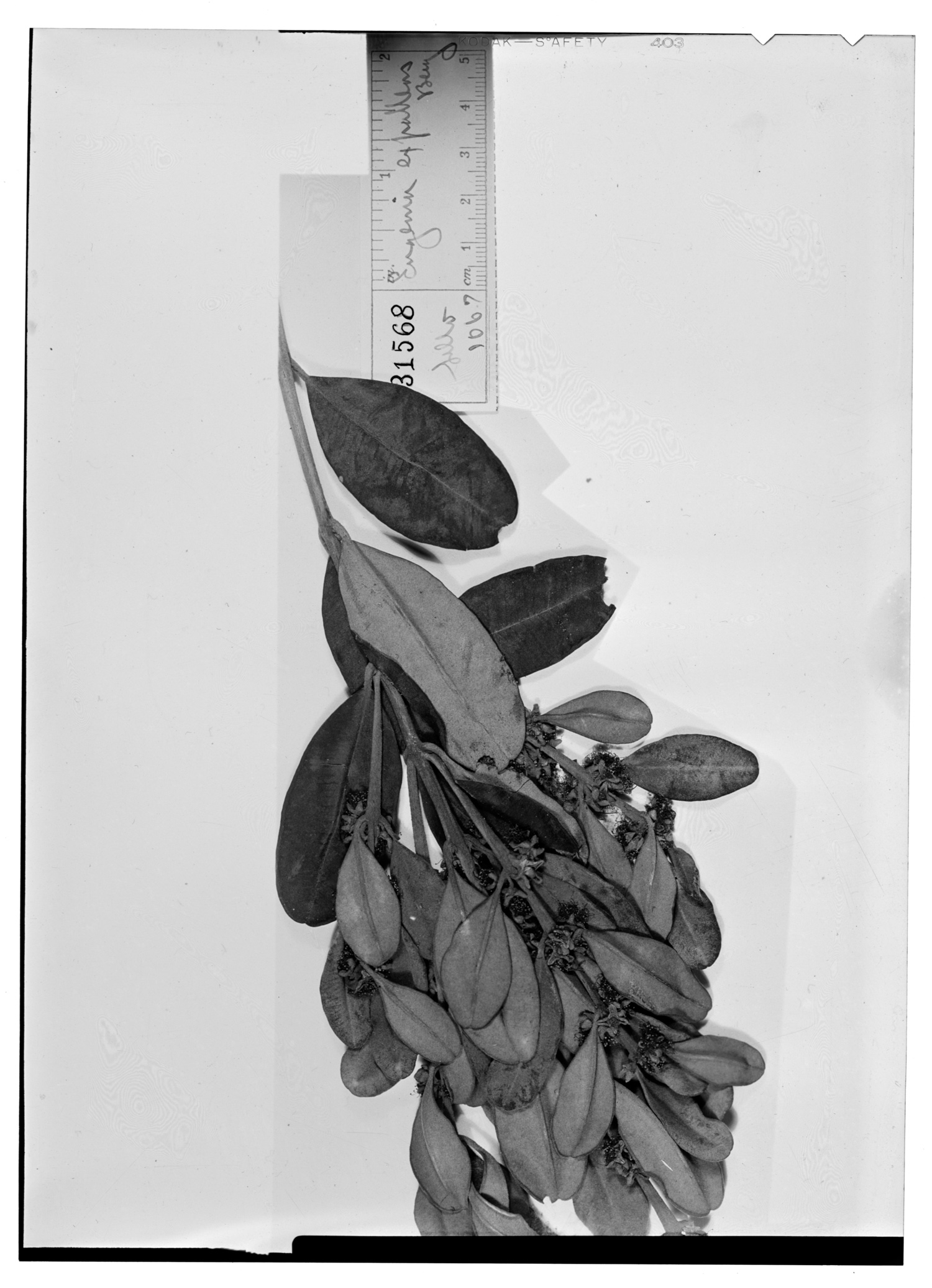 Myrceugenia bracteosa image
