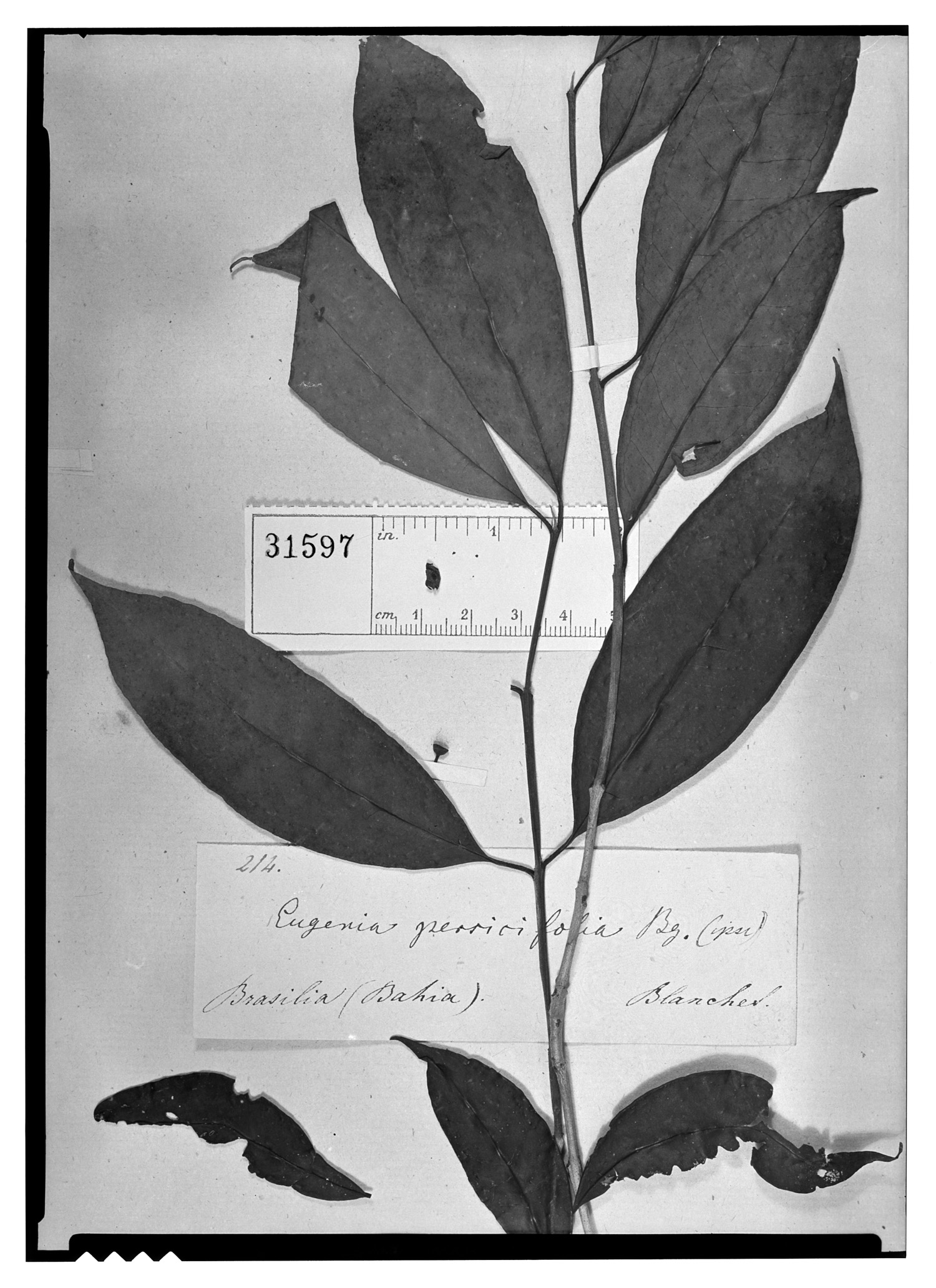 Eugenia persicifolia image