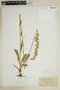 Solidago stricta image