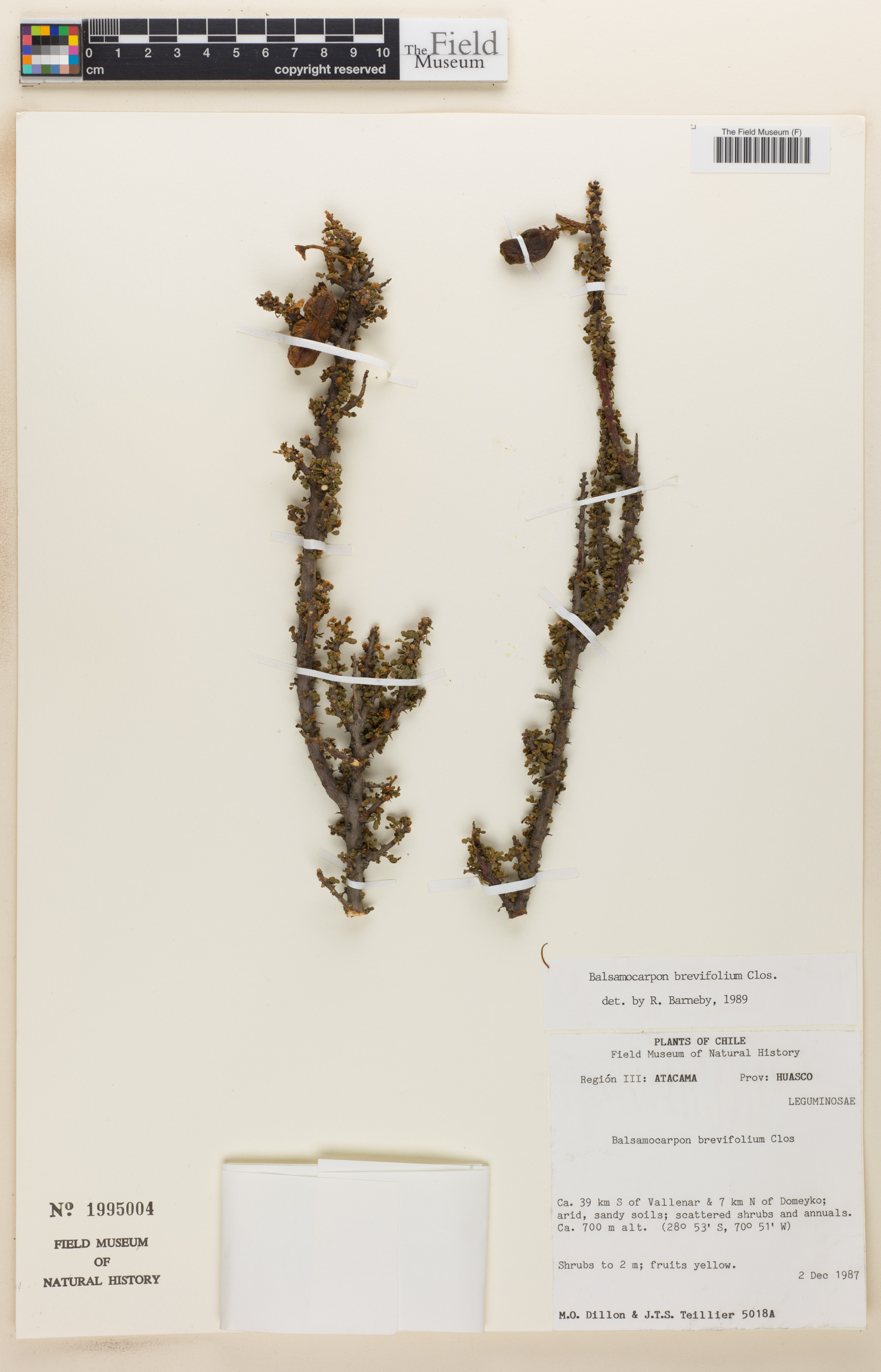 Balsamocarpon brevifolium image