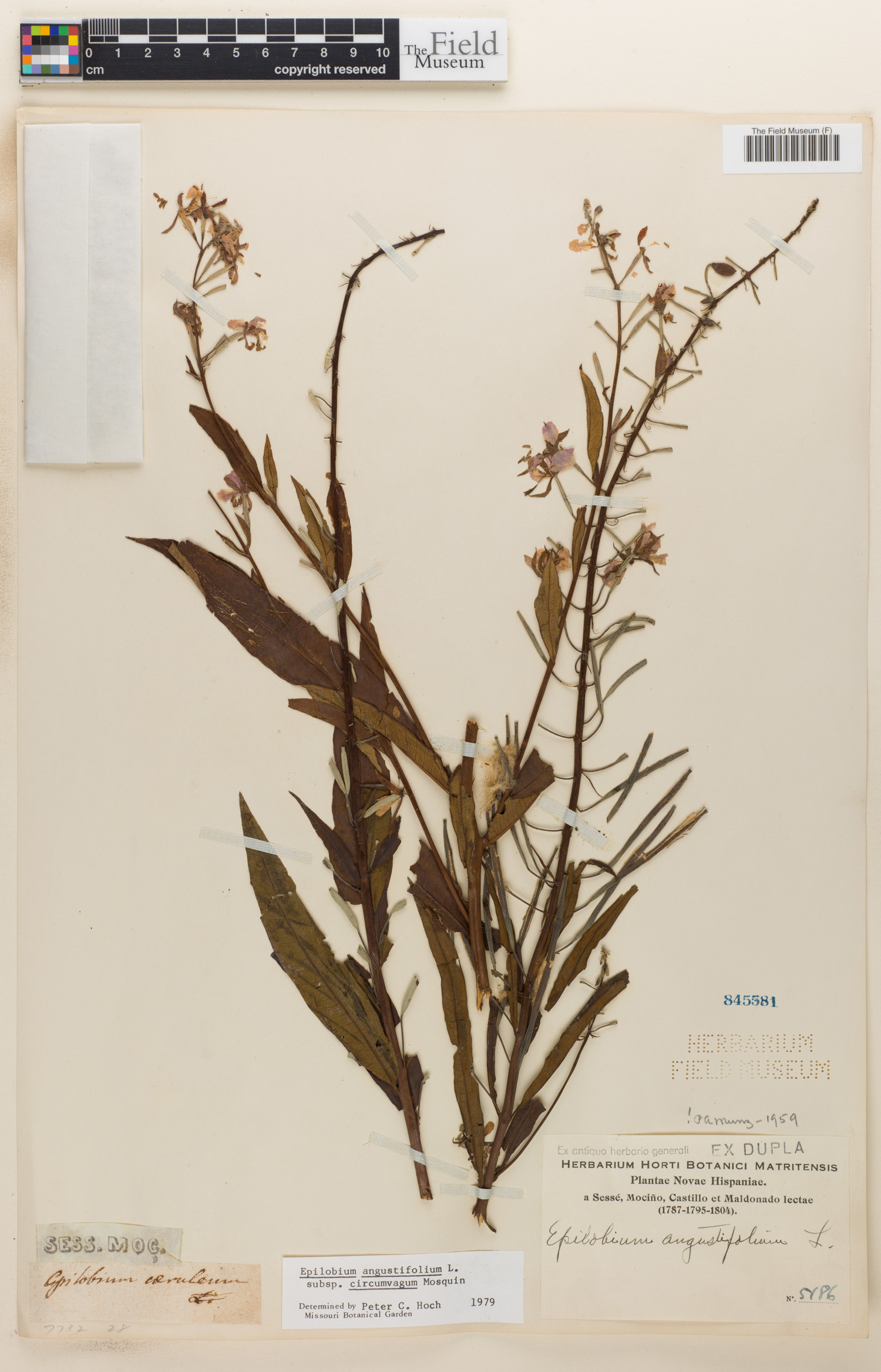 Epilobium angustifolium image