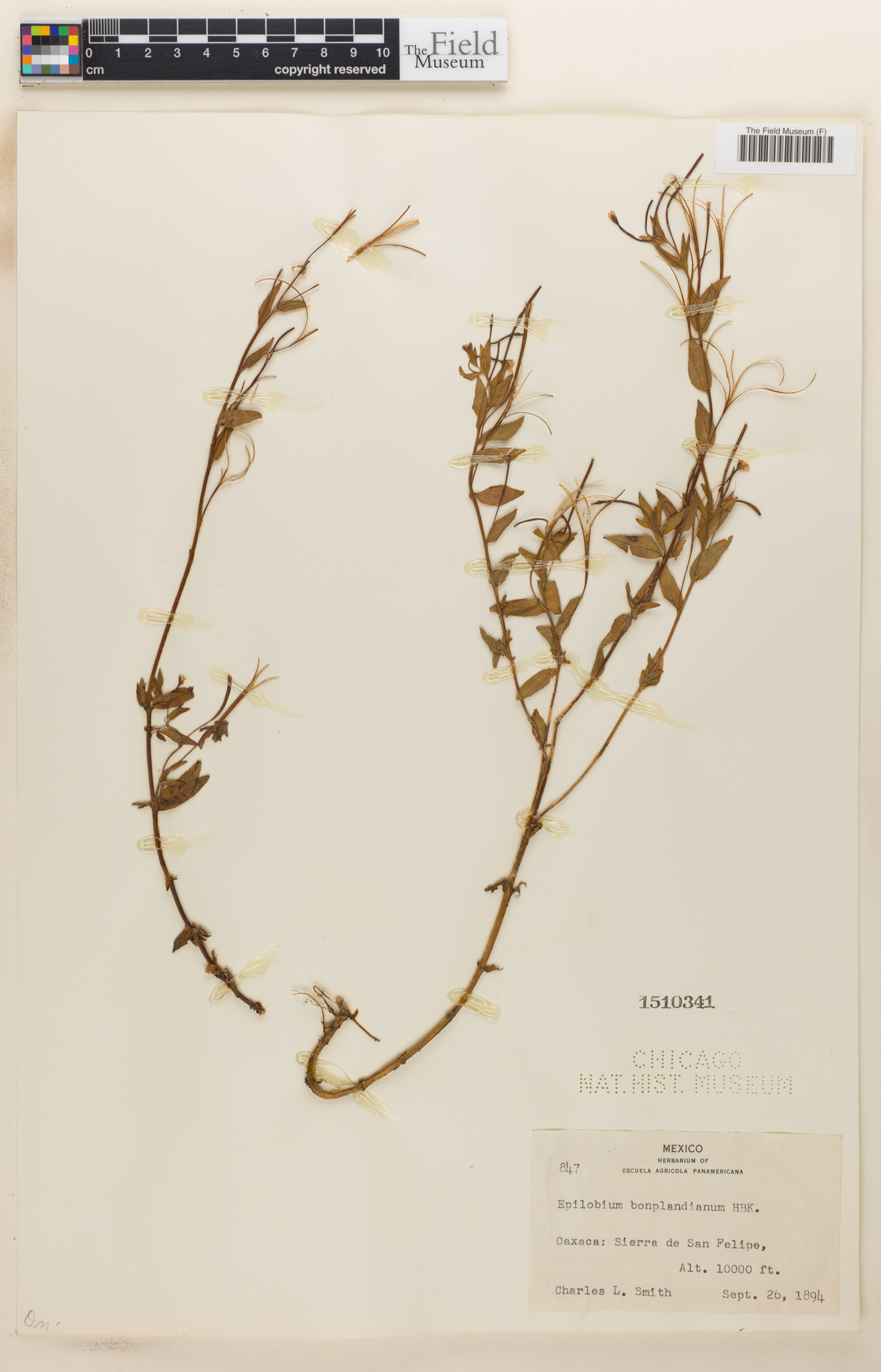 Epilobium denticulatum image