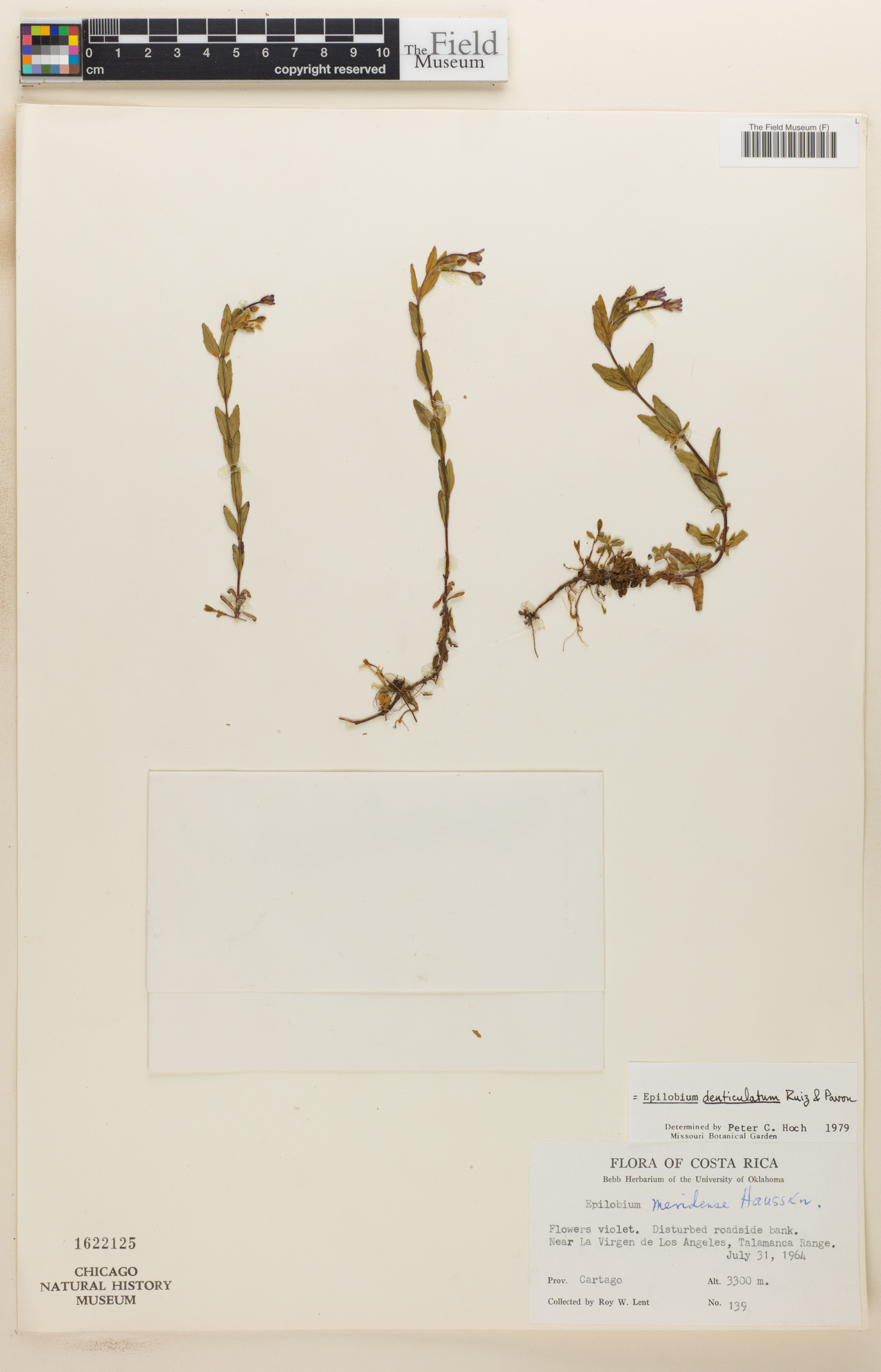 Epilobium denticulatum image