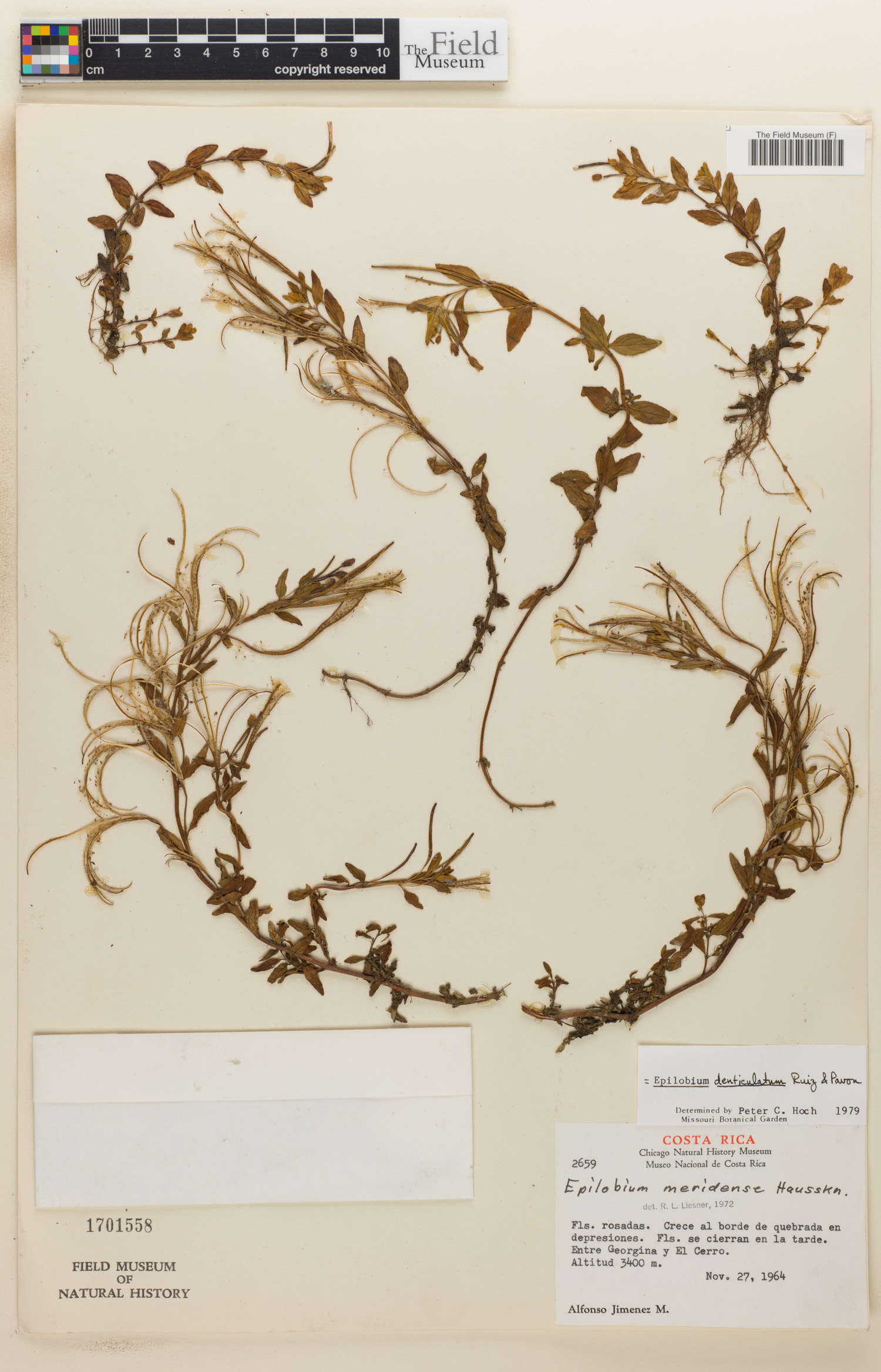 Epilobium denticulatum image
