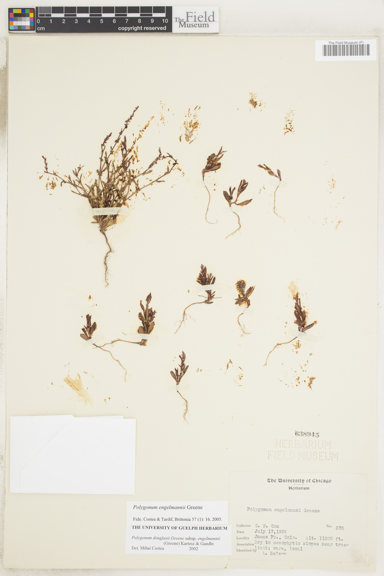 Polygonum engelmannii image