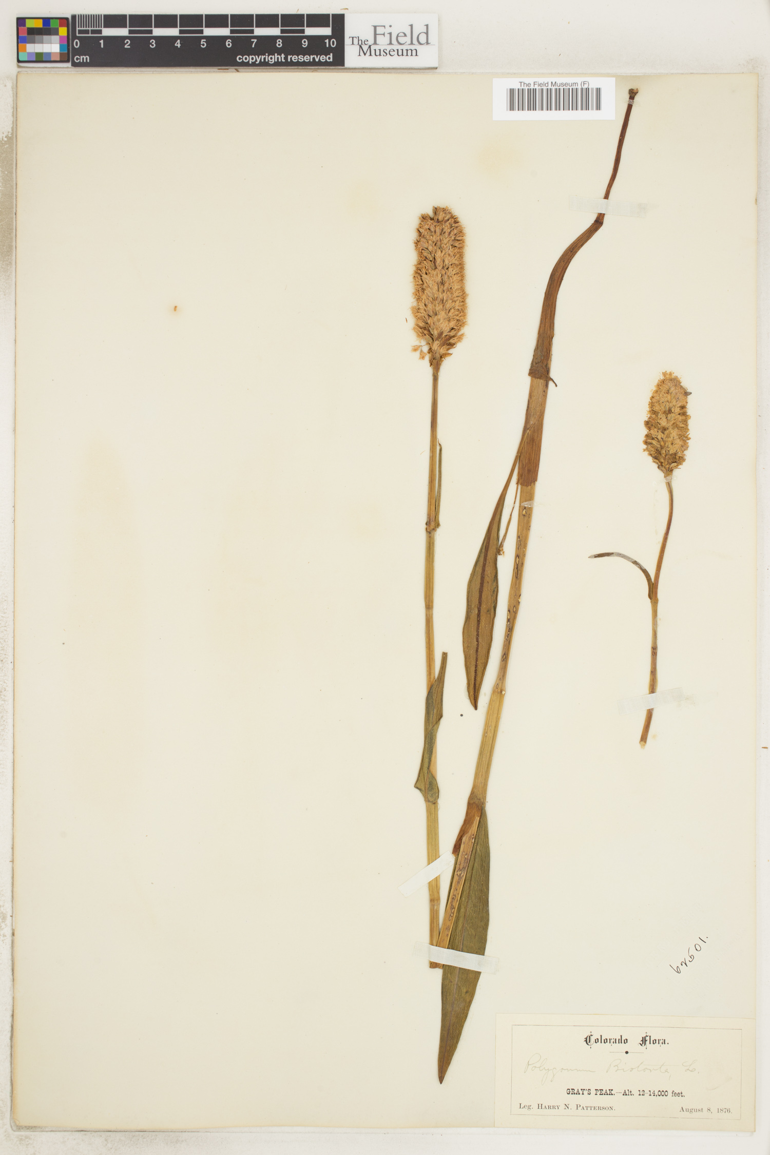 Polygonum bistorta image