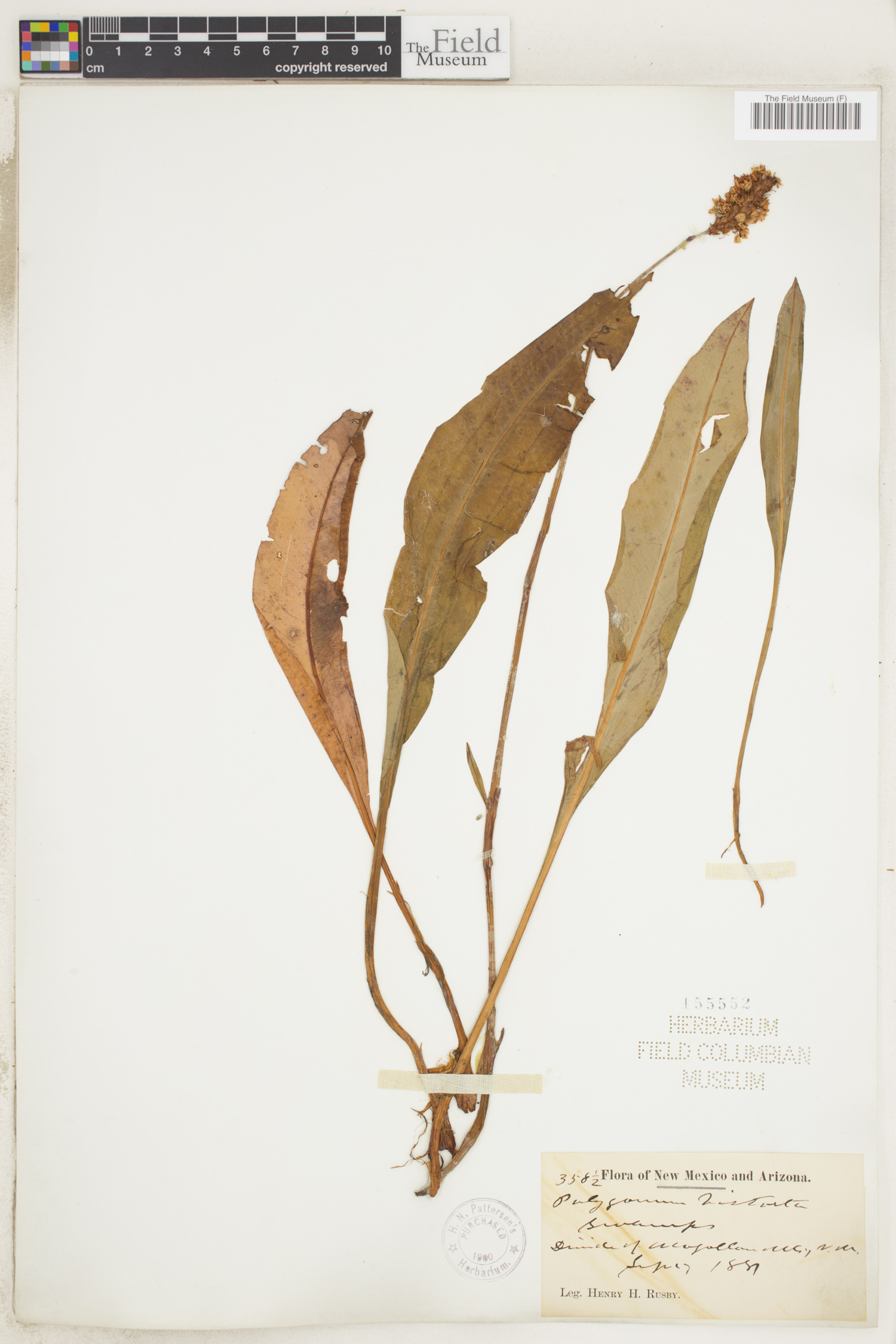 Polygonum bistorta image