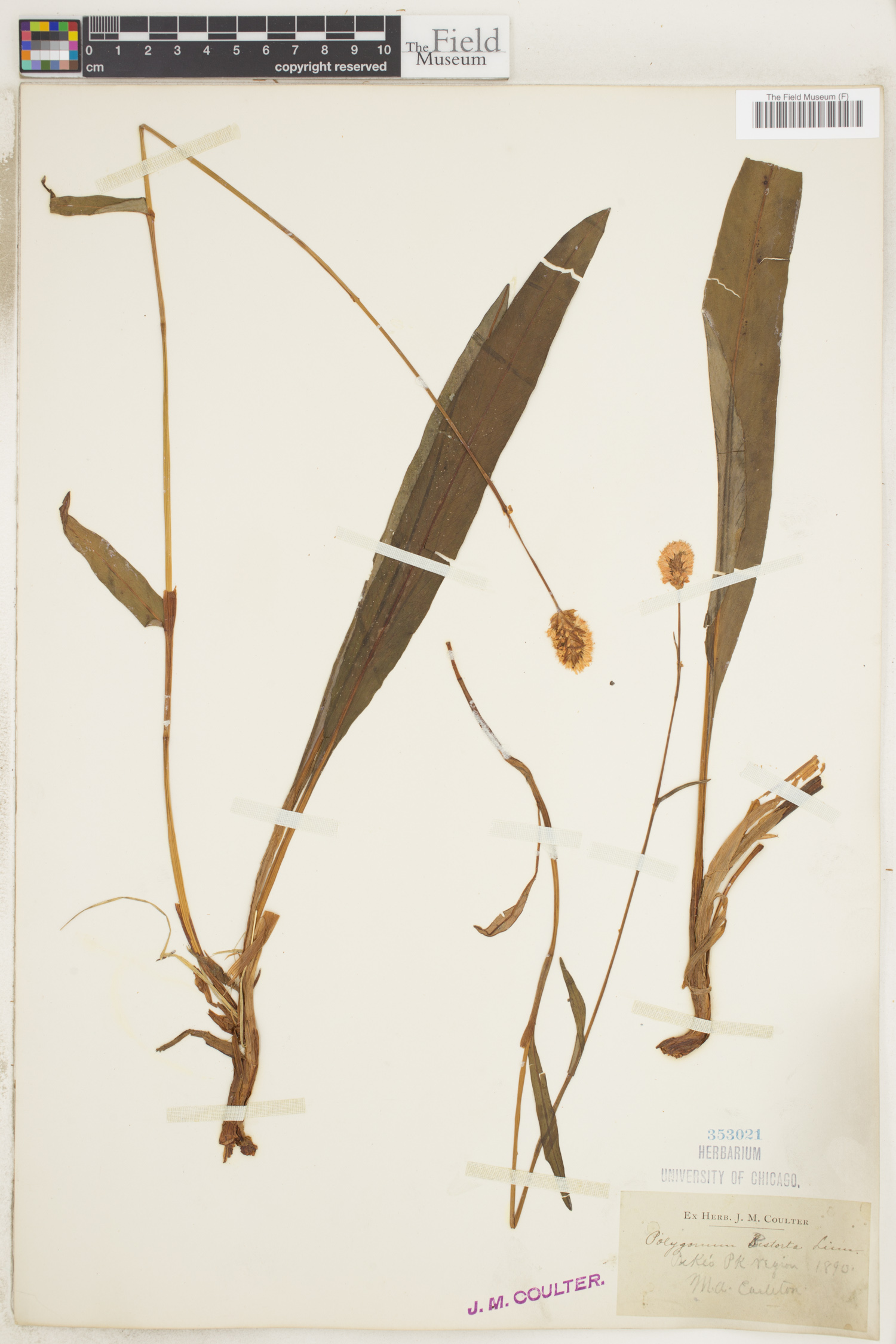 Polygonum bistorta image