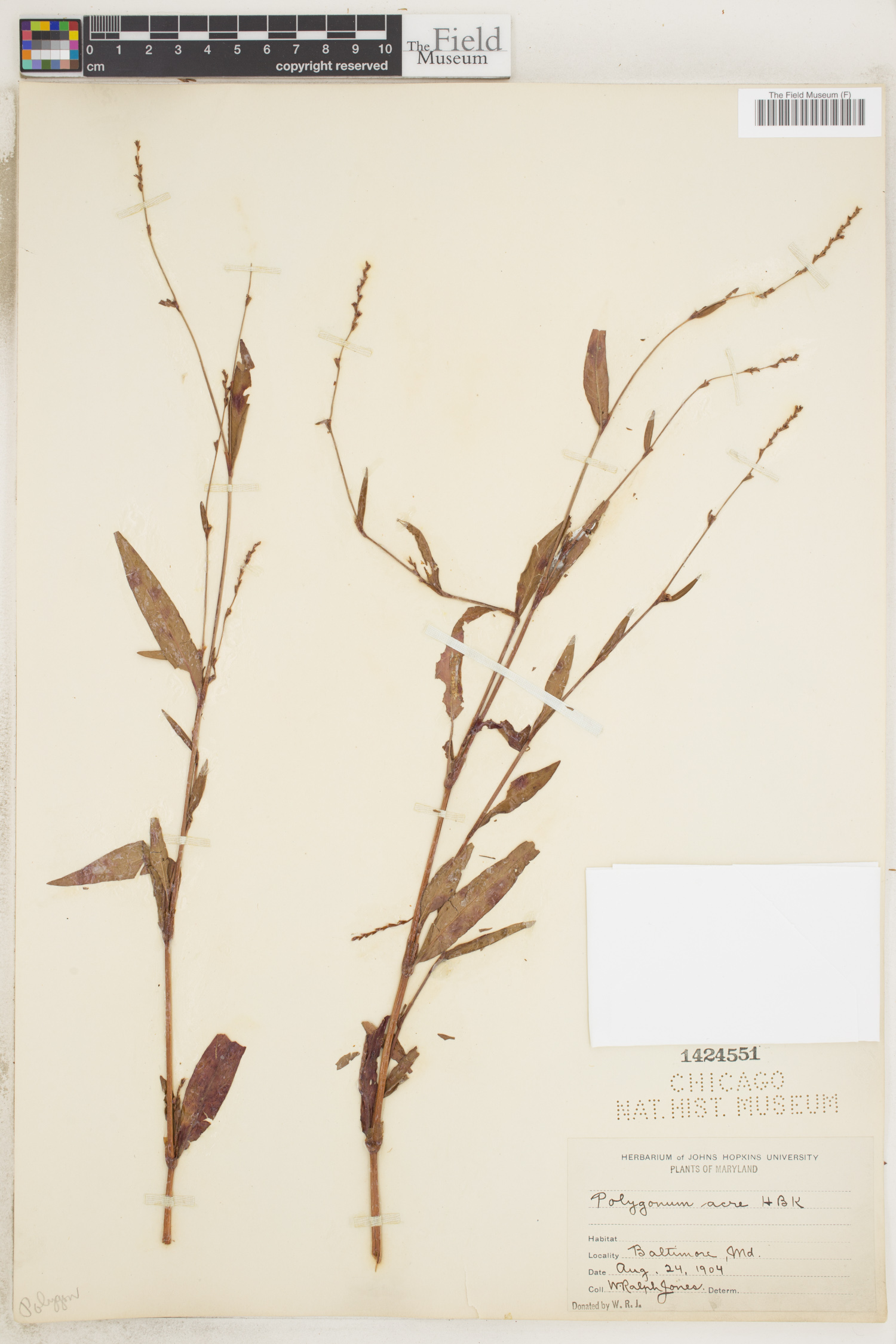 Polygonum acre image