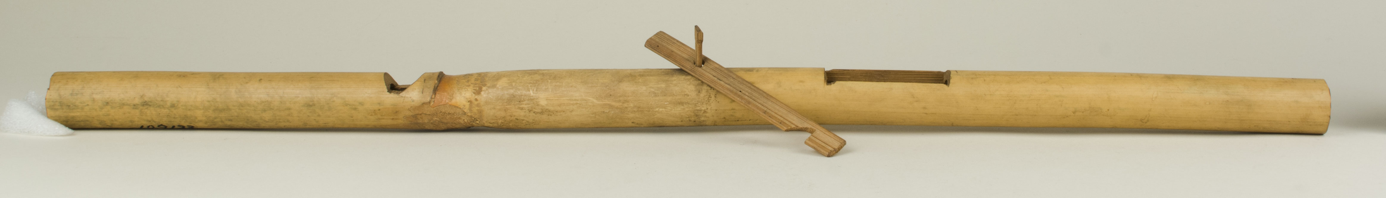 Front view without scale (c) Field Museum of Natural History - CC BY-NC 4.0