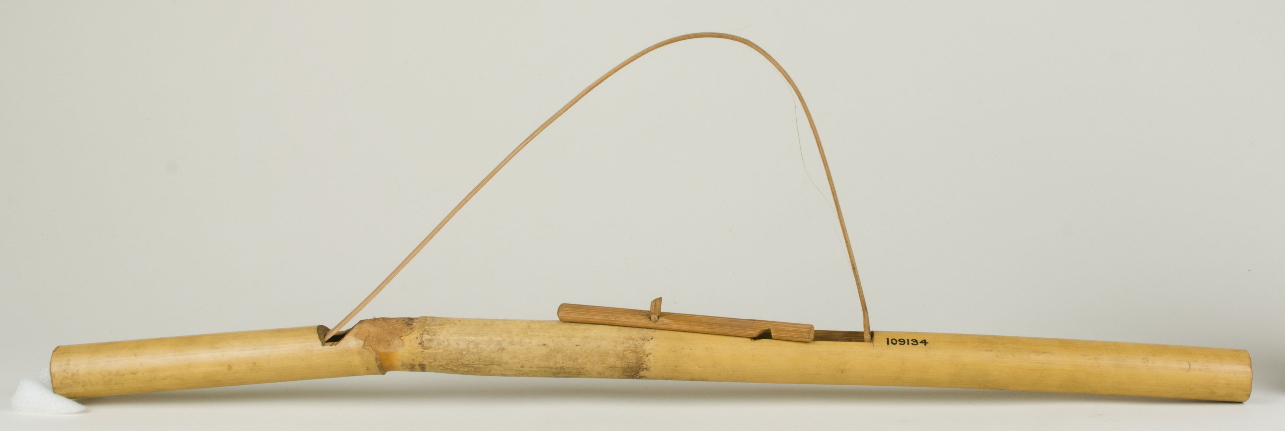 Top view without scale (c) Field Museum of Natural History - CC BY-NC 4.0