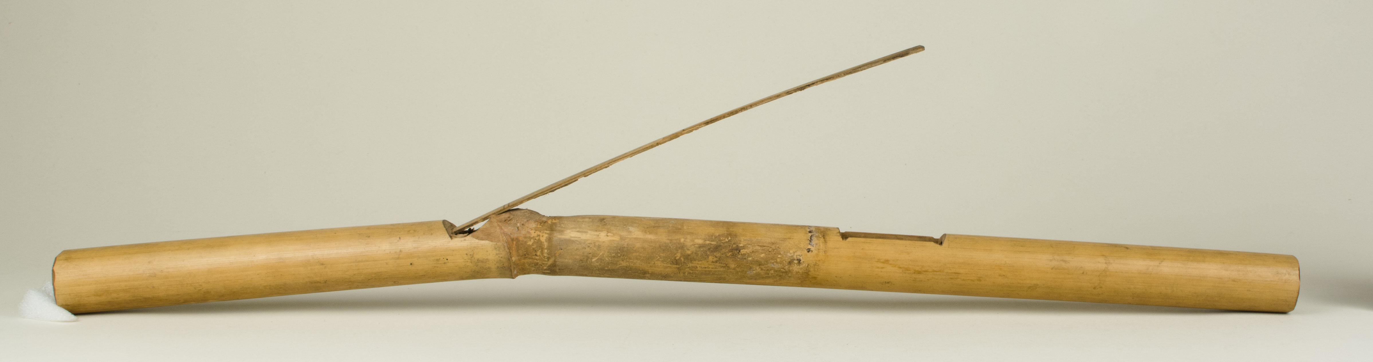 Front view without scale (c) Field Museum of Natural History - CC BY-NC 4.0