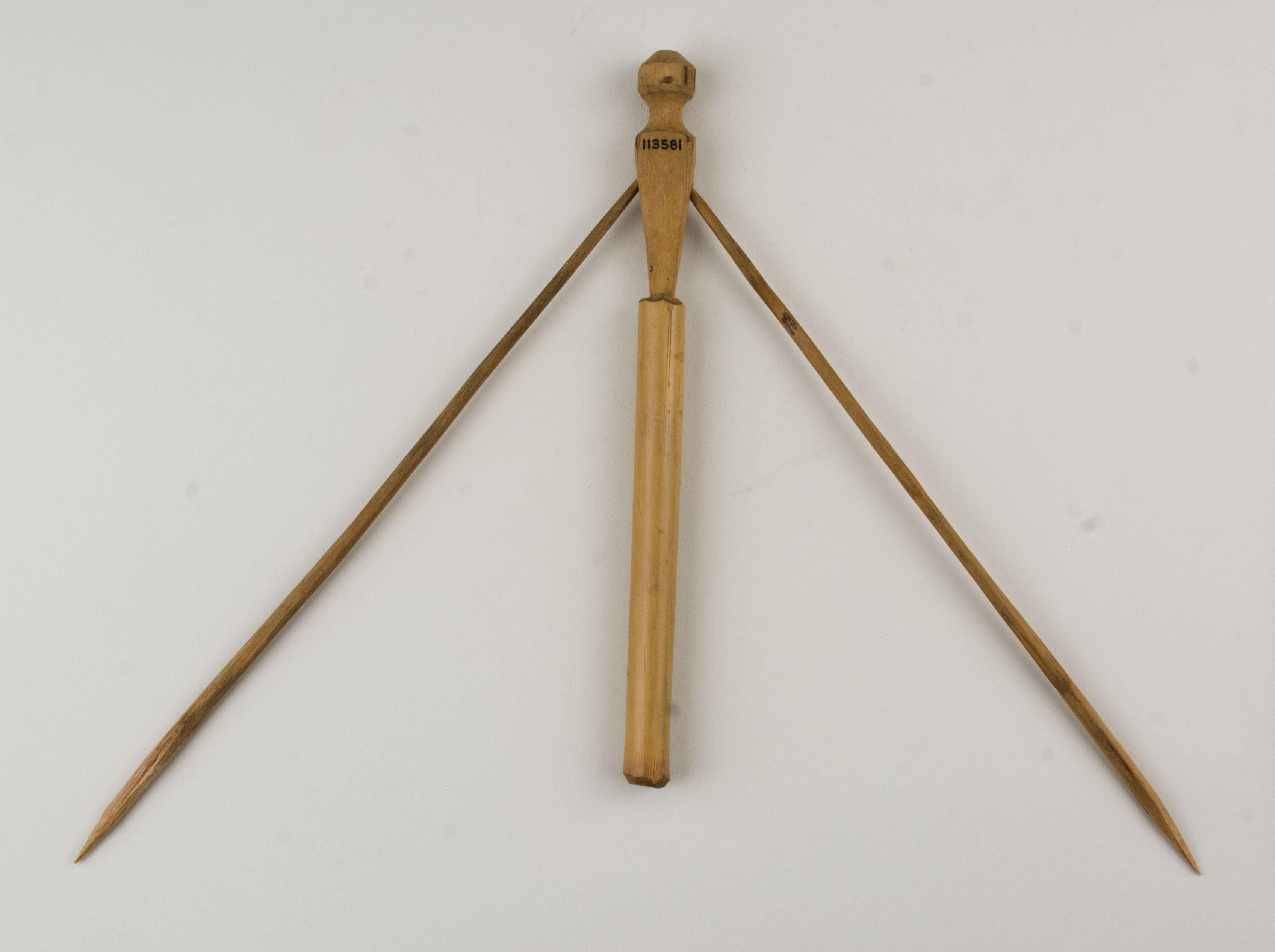 Top view without scale (c) Field Museum of Natural History - CC BY-NC 4.0